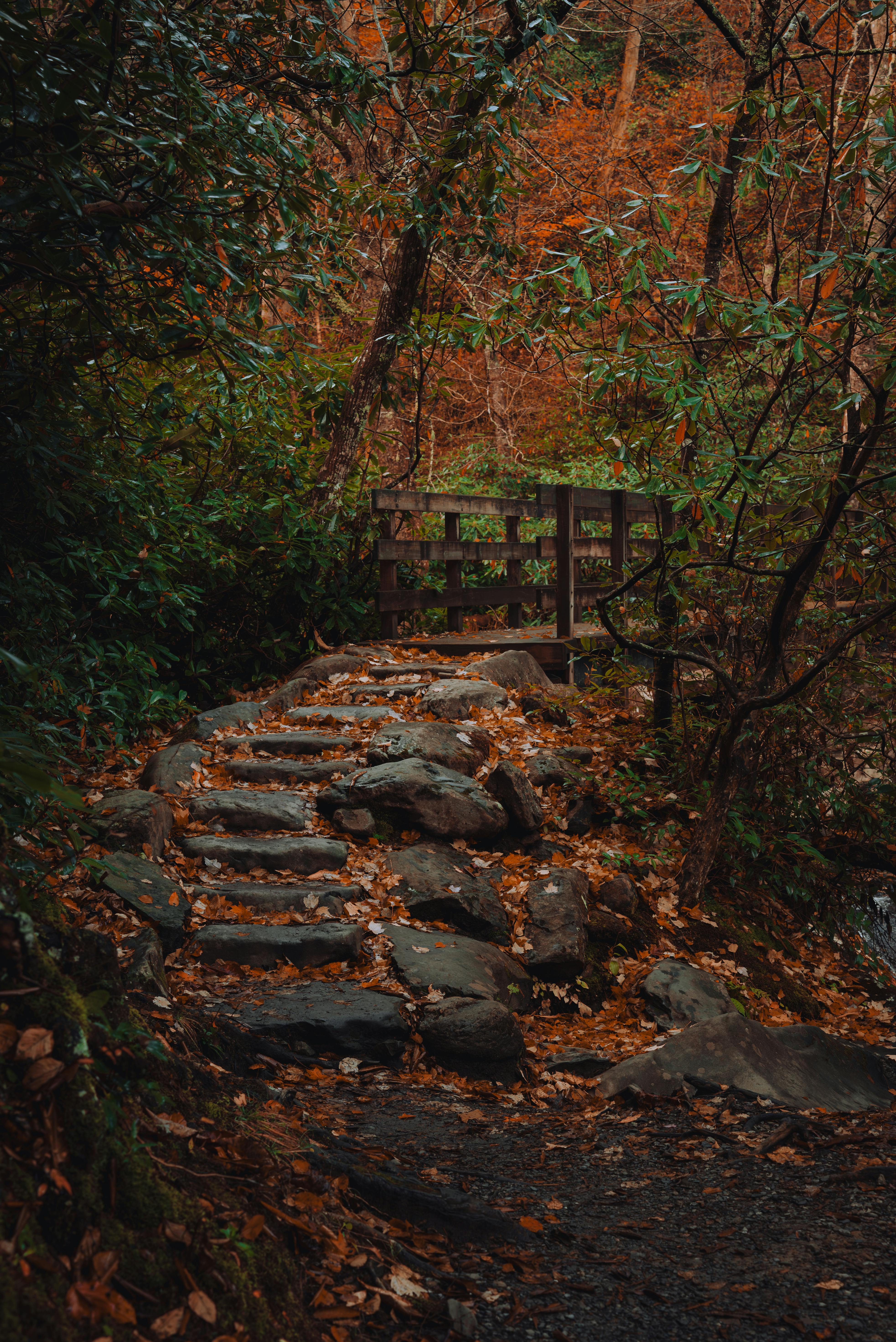 rustic stone pathway in autumn forest