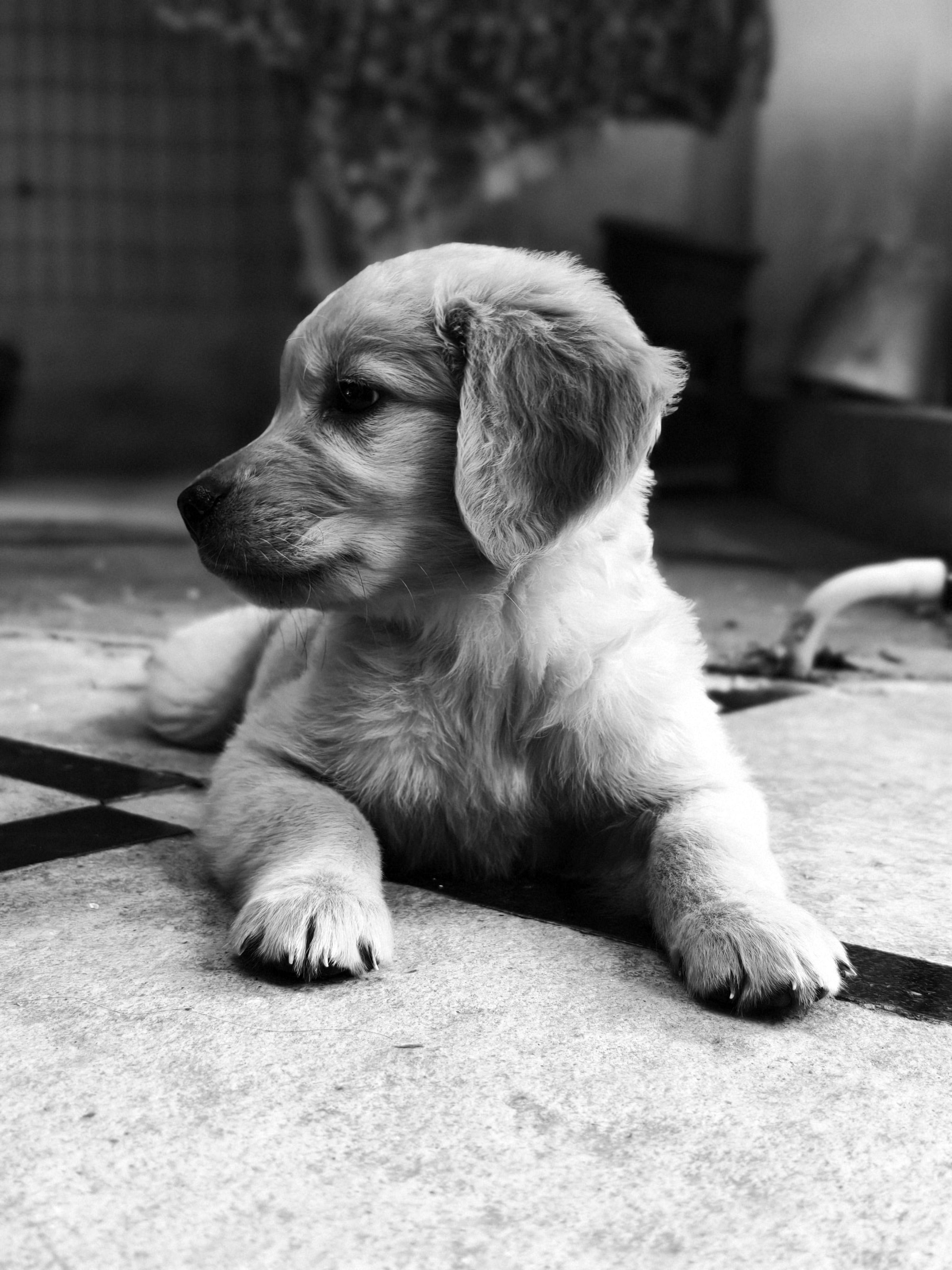 adorable golden retriever puppy in black and white