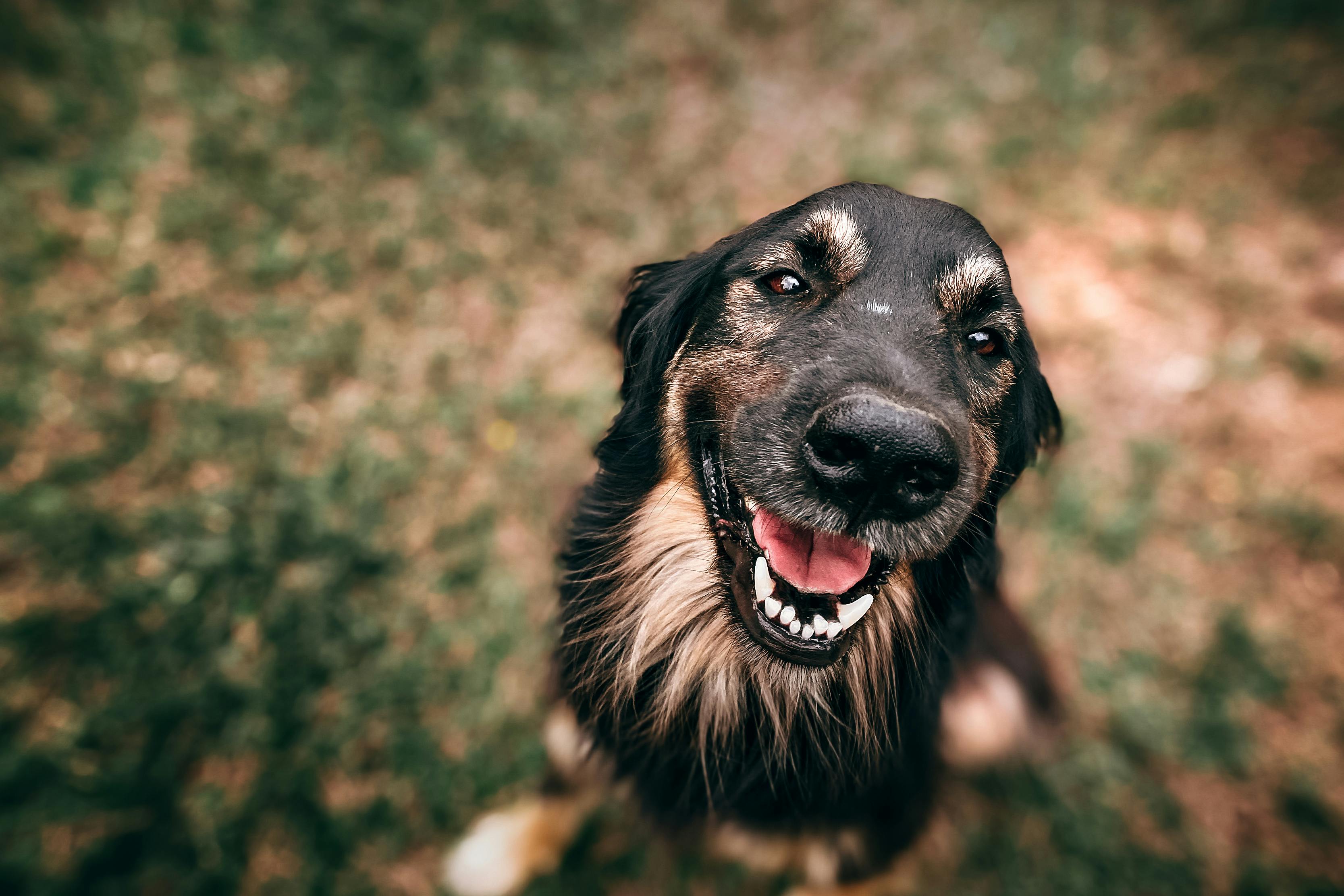 close up photo of dog