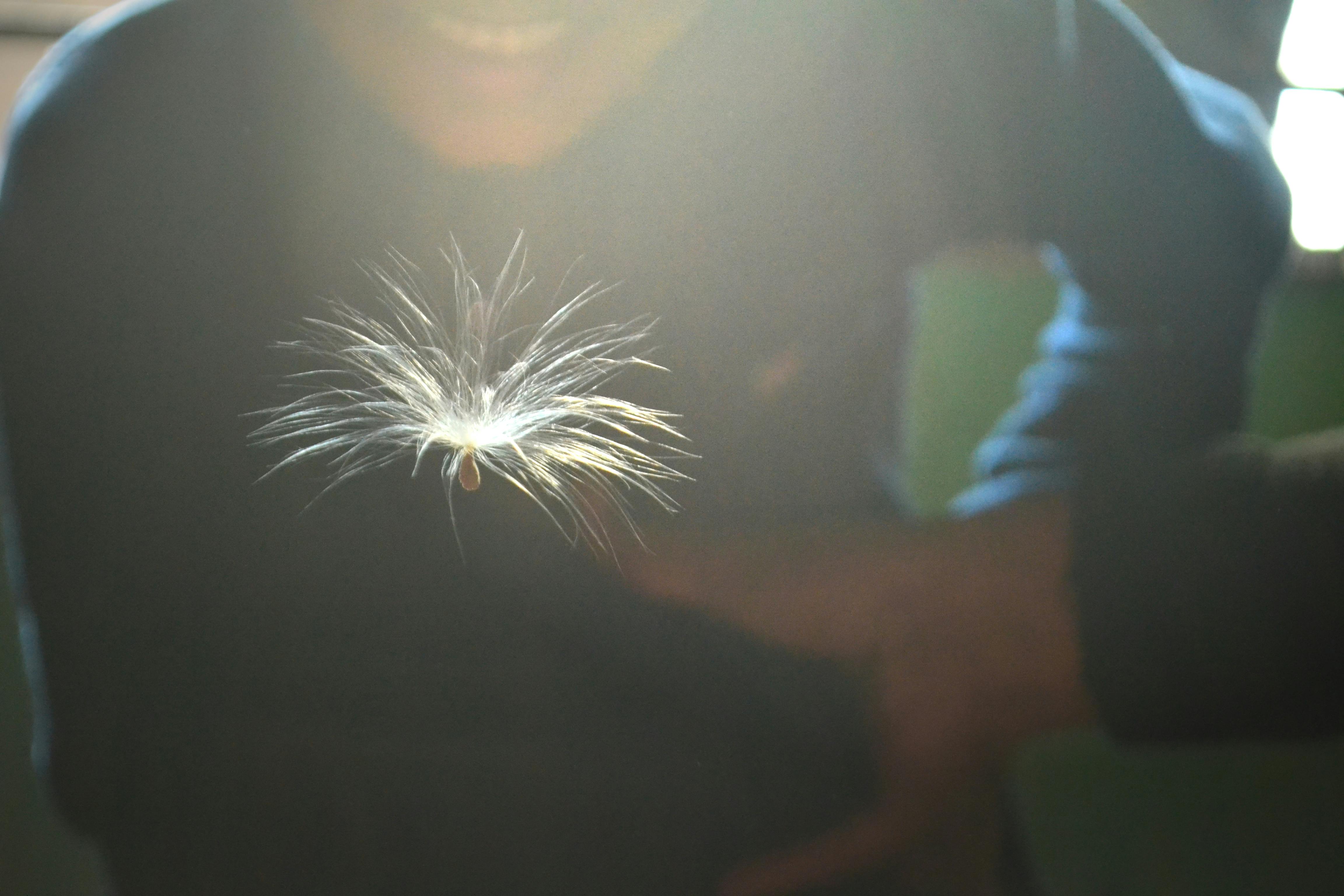 person wearing sweater facing white dandelion