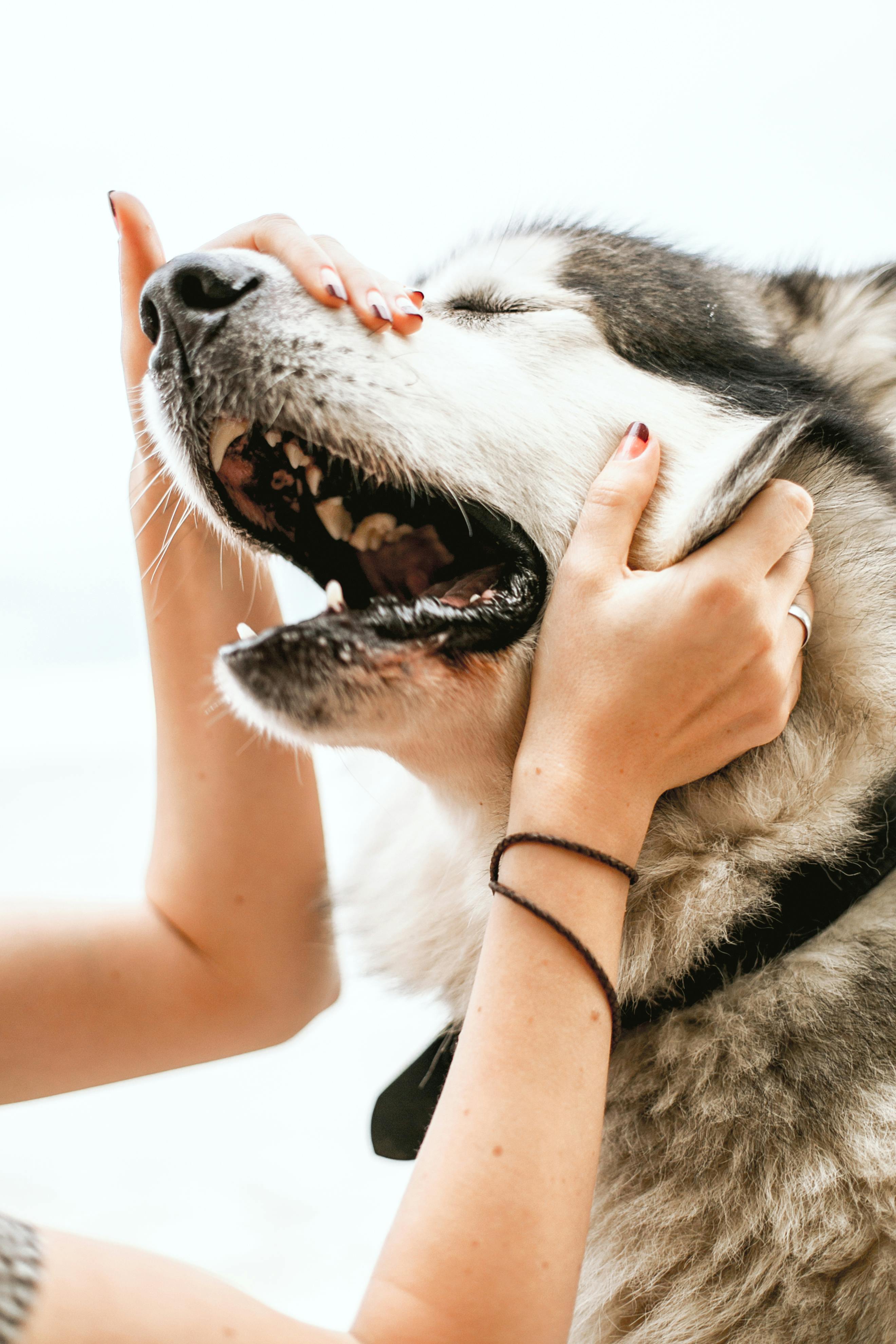 person holding black and white siberian husky