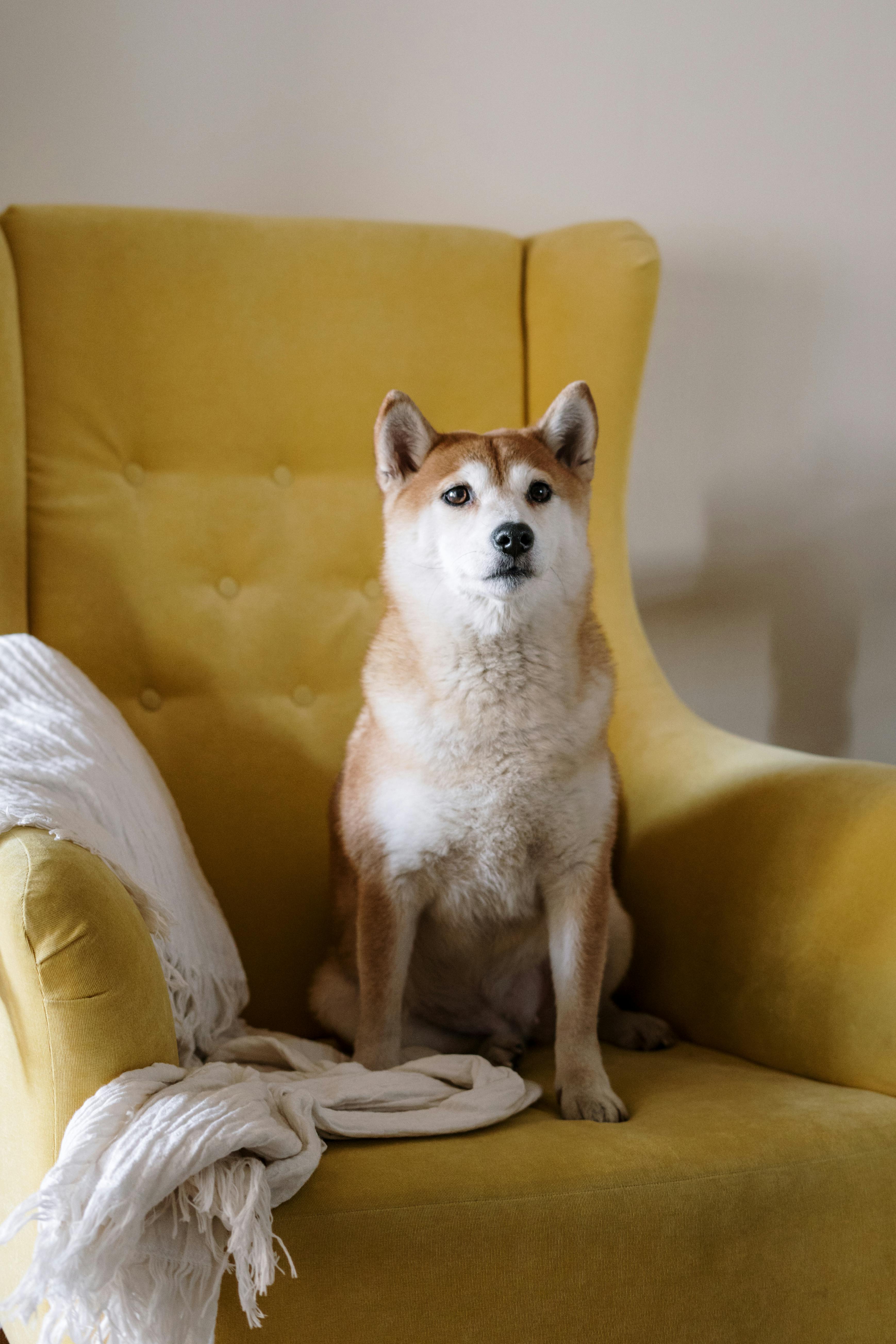 shiba inu on yellow armchair