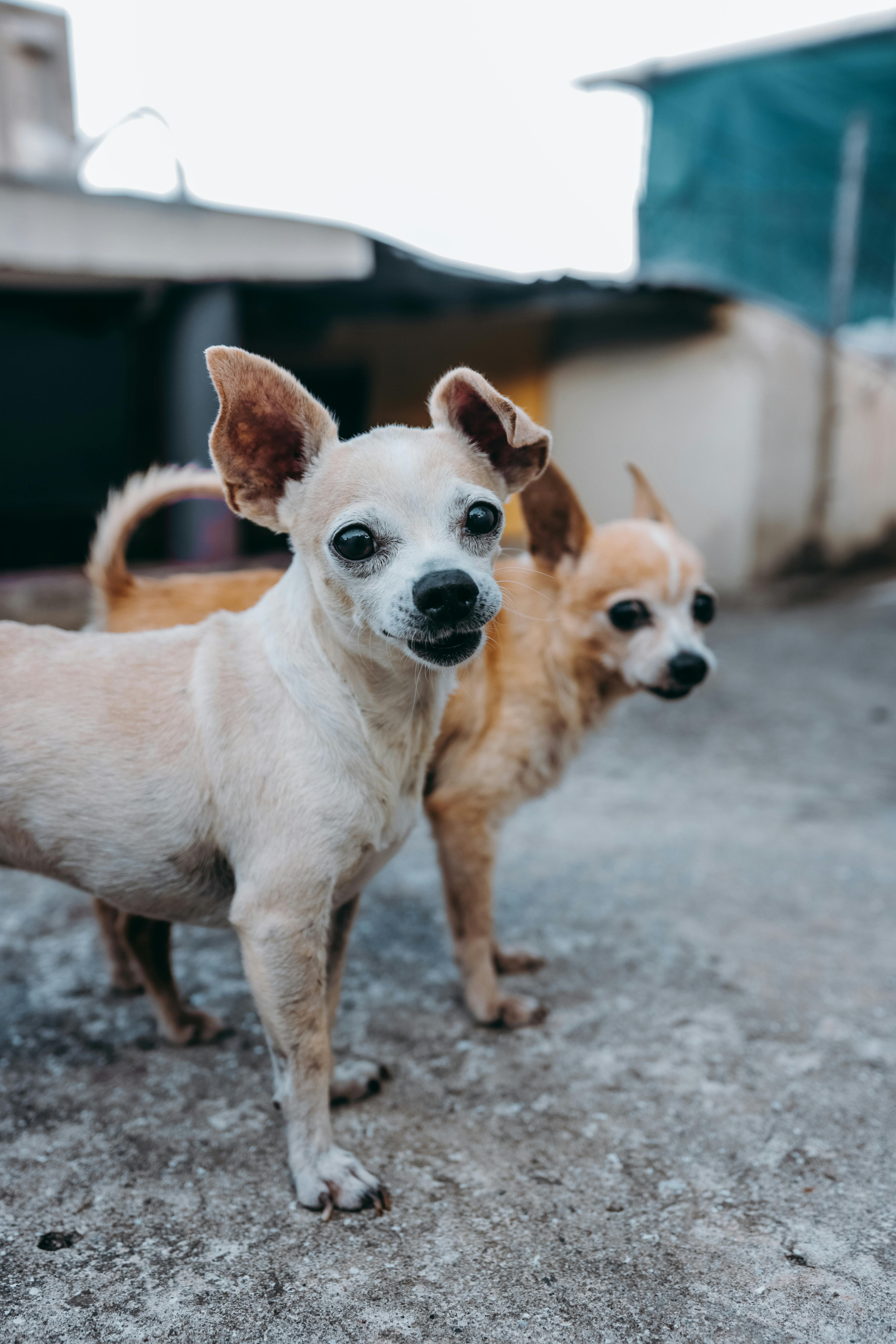 chihuahuas standing beside each other