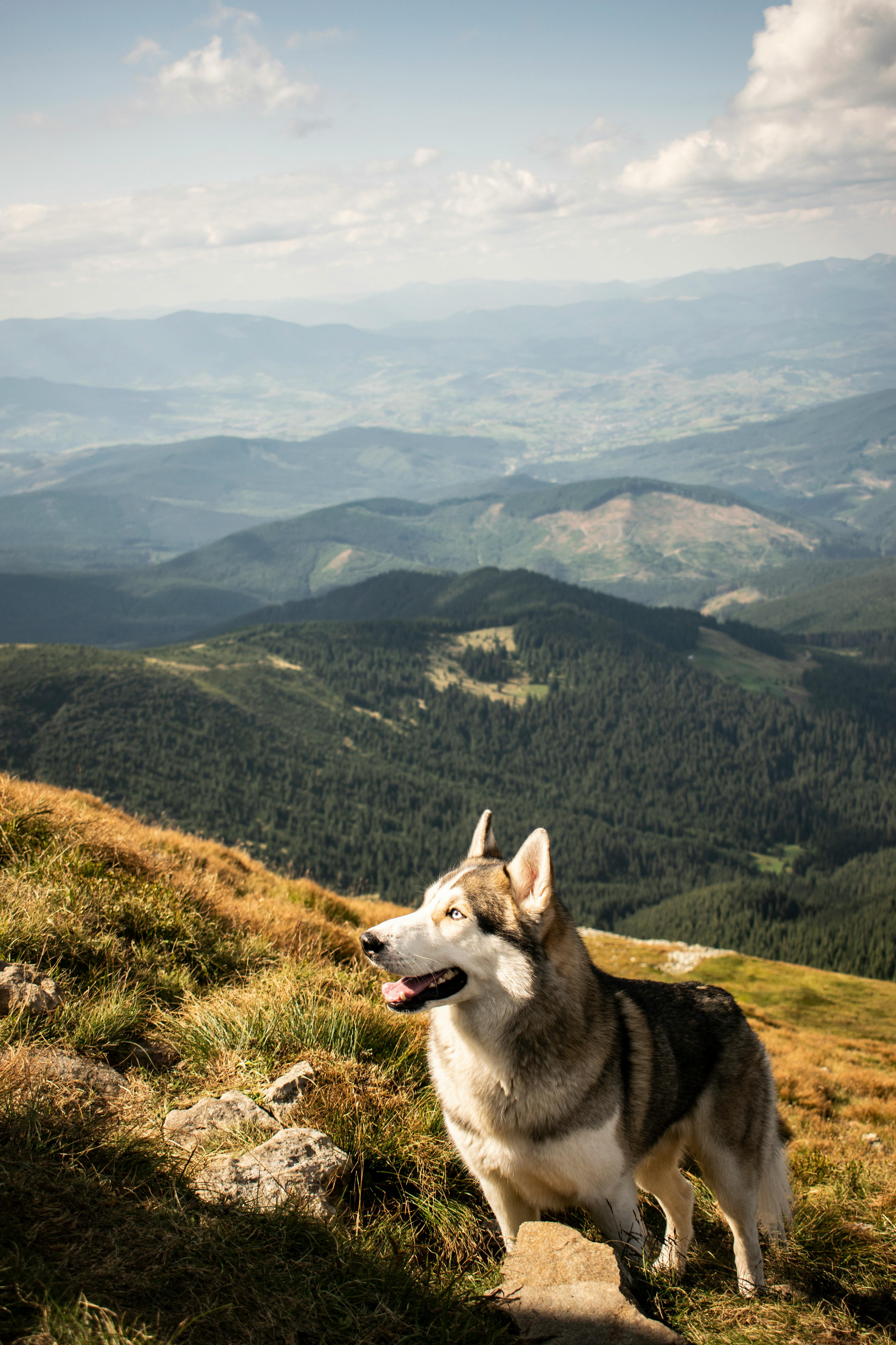 obedient purebred dog resting on mountain slope on sunny day