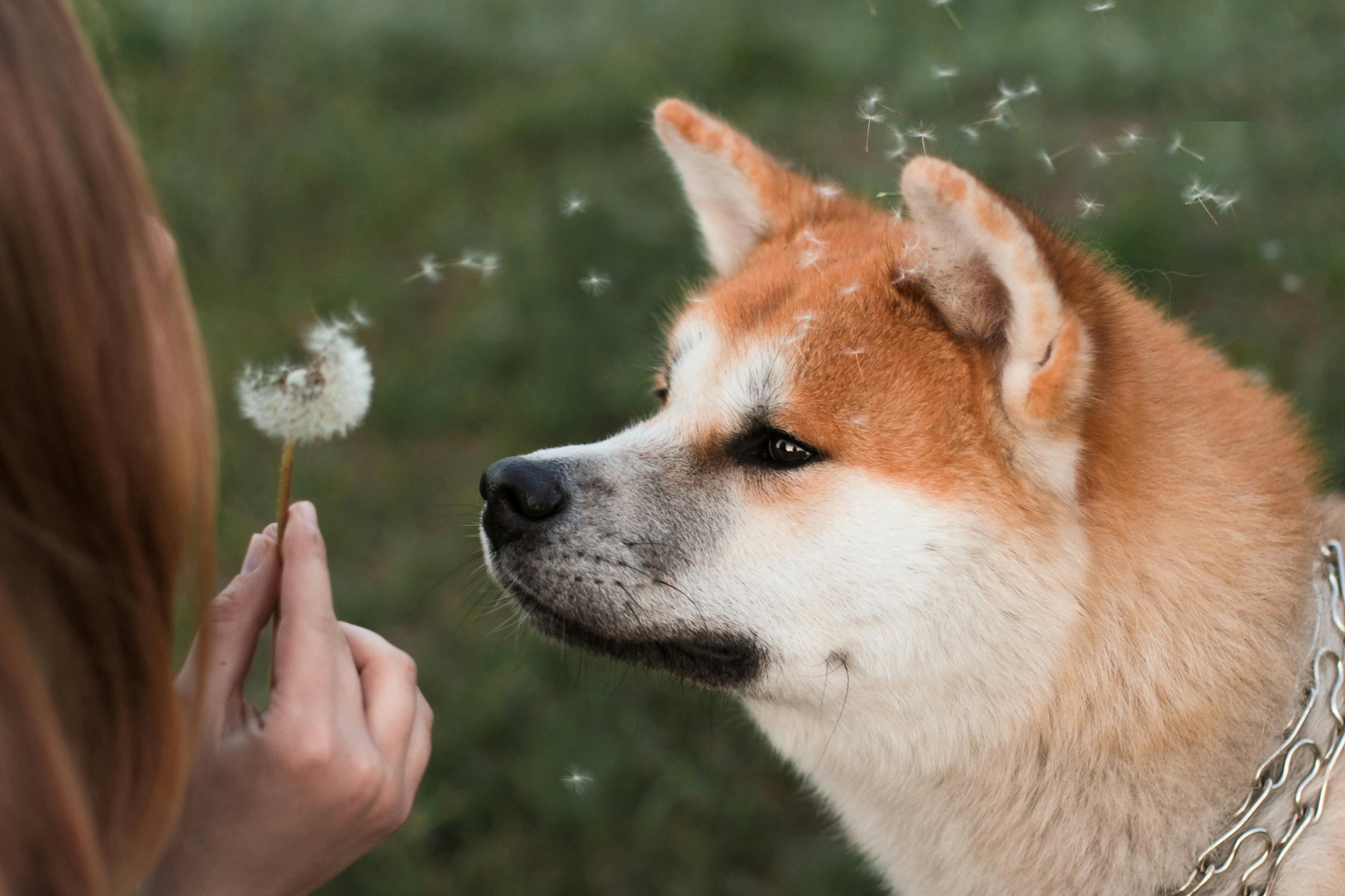 owner blowing dandelion to muzzle of calm fluffy purebred dog