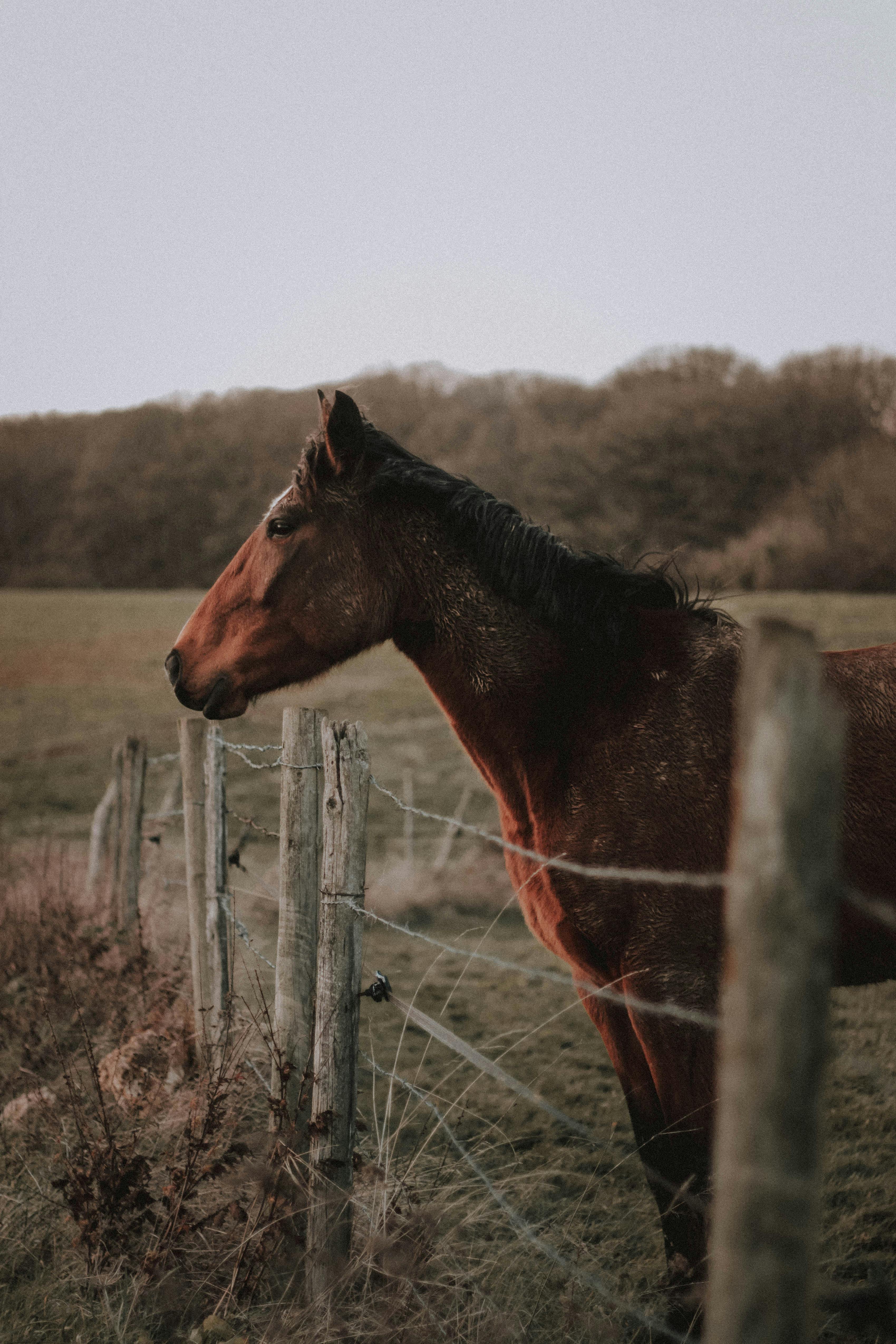 calm chestnut horse standing in pasture in ranch