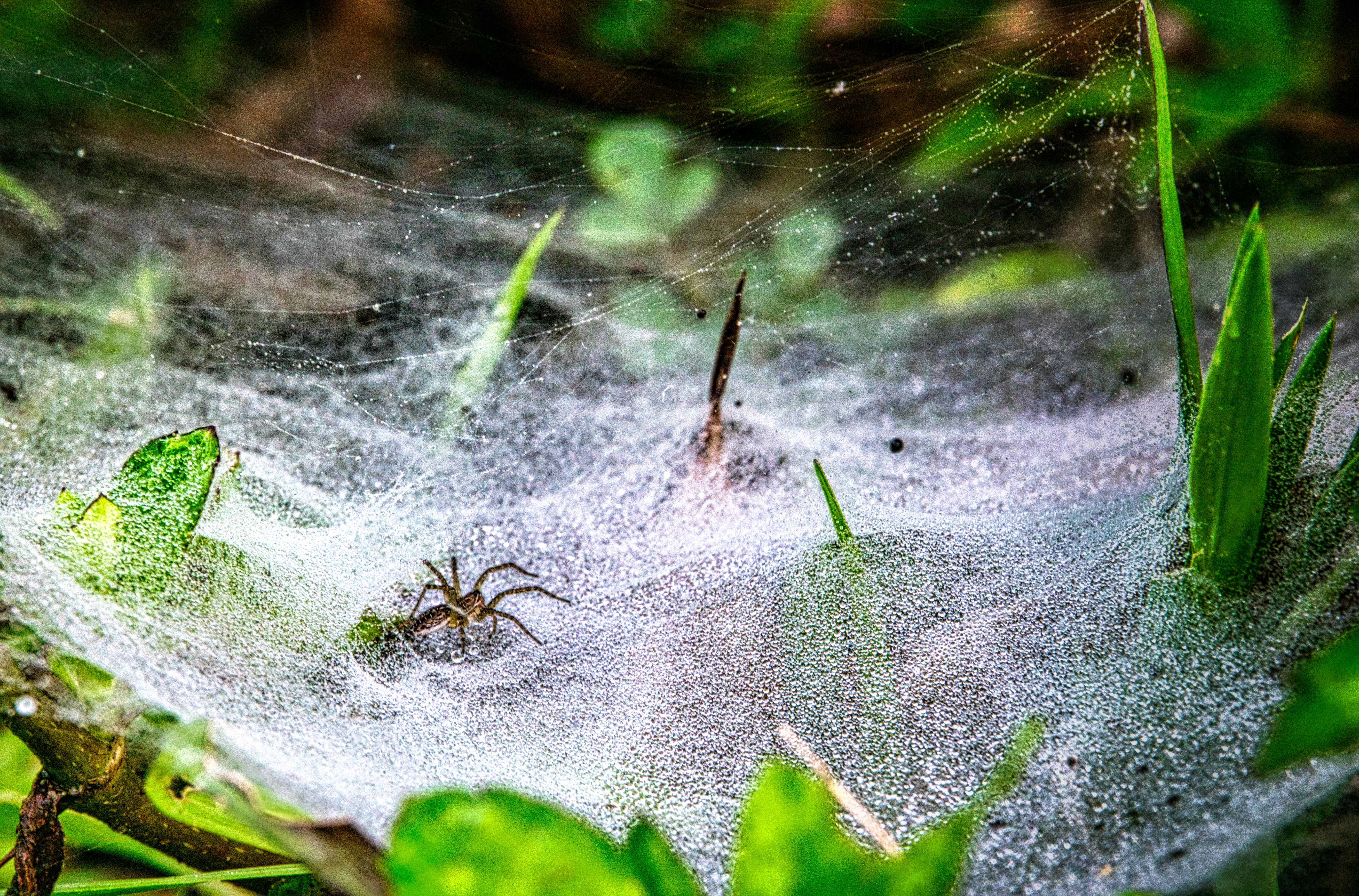 brown spider on web in close up photography