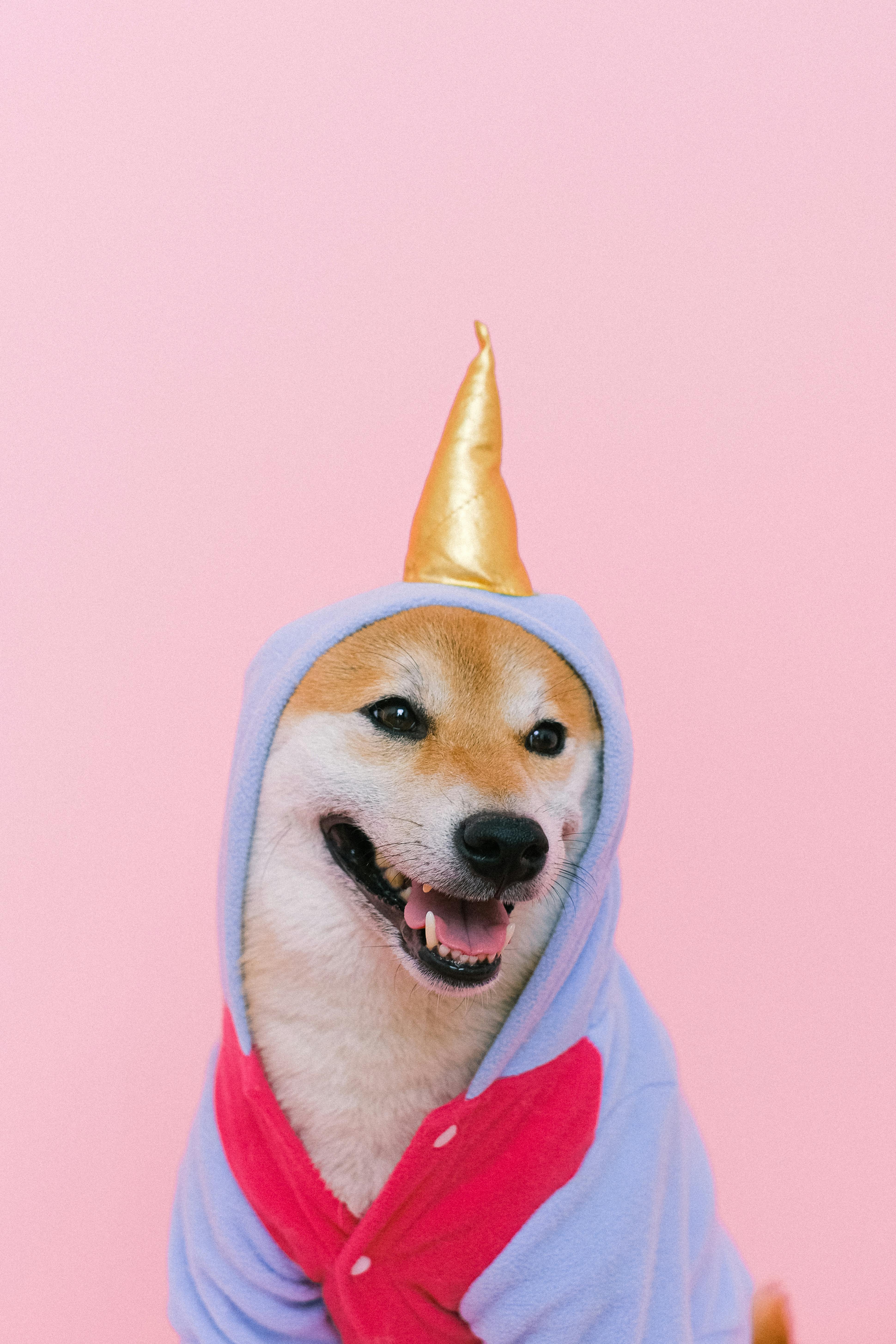 shiba inu wearing unicorn costume