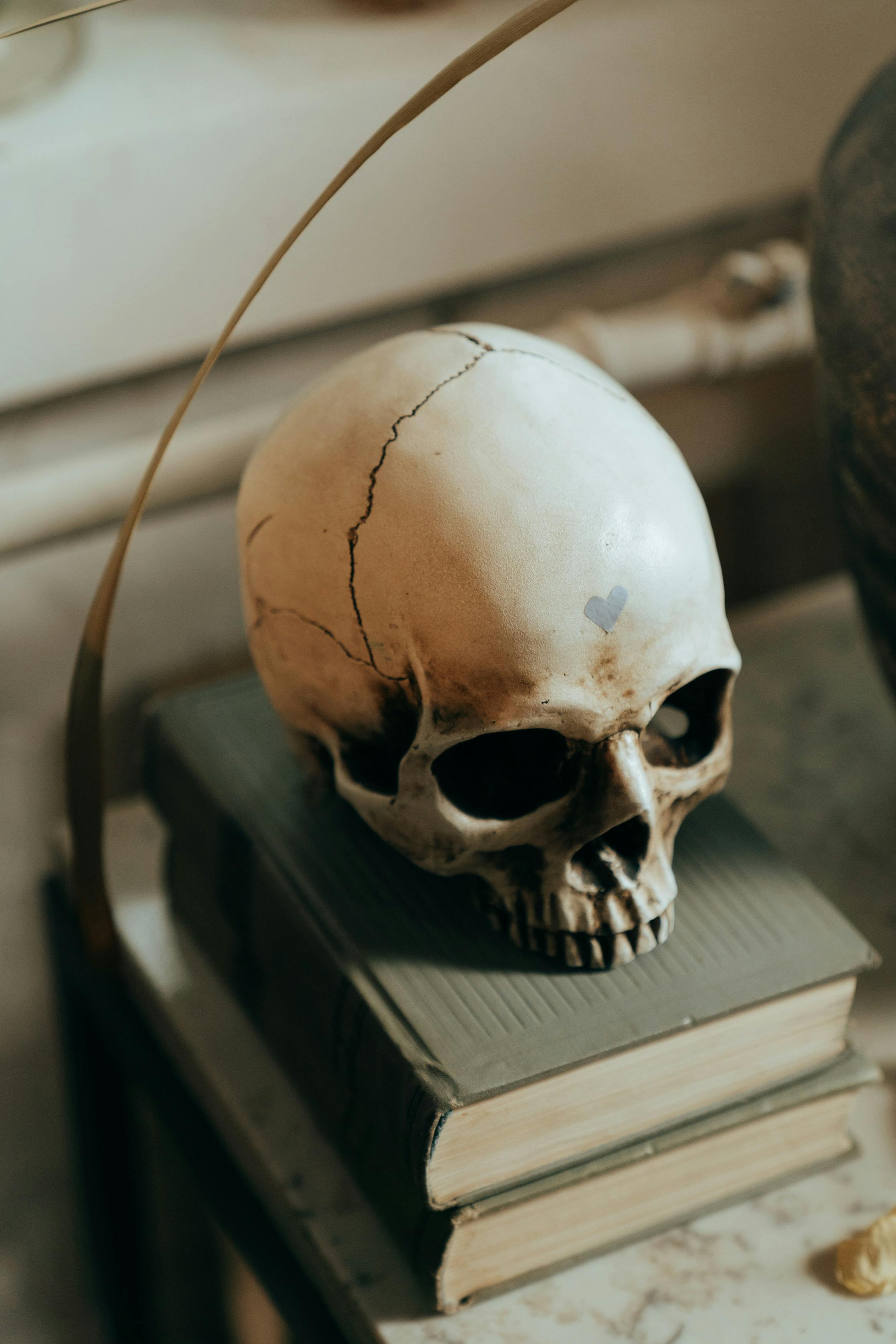 white skull on white wooden table