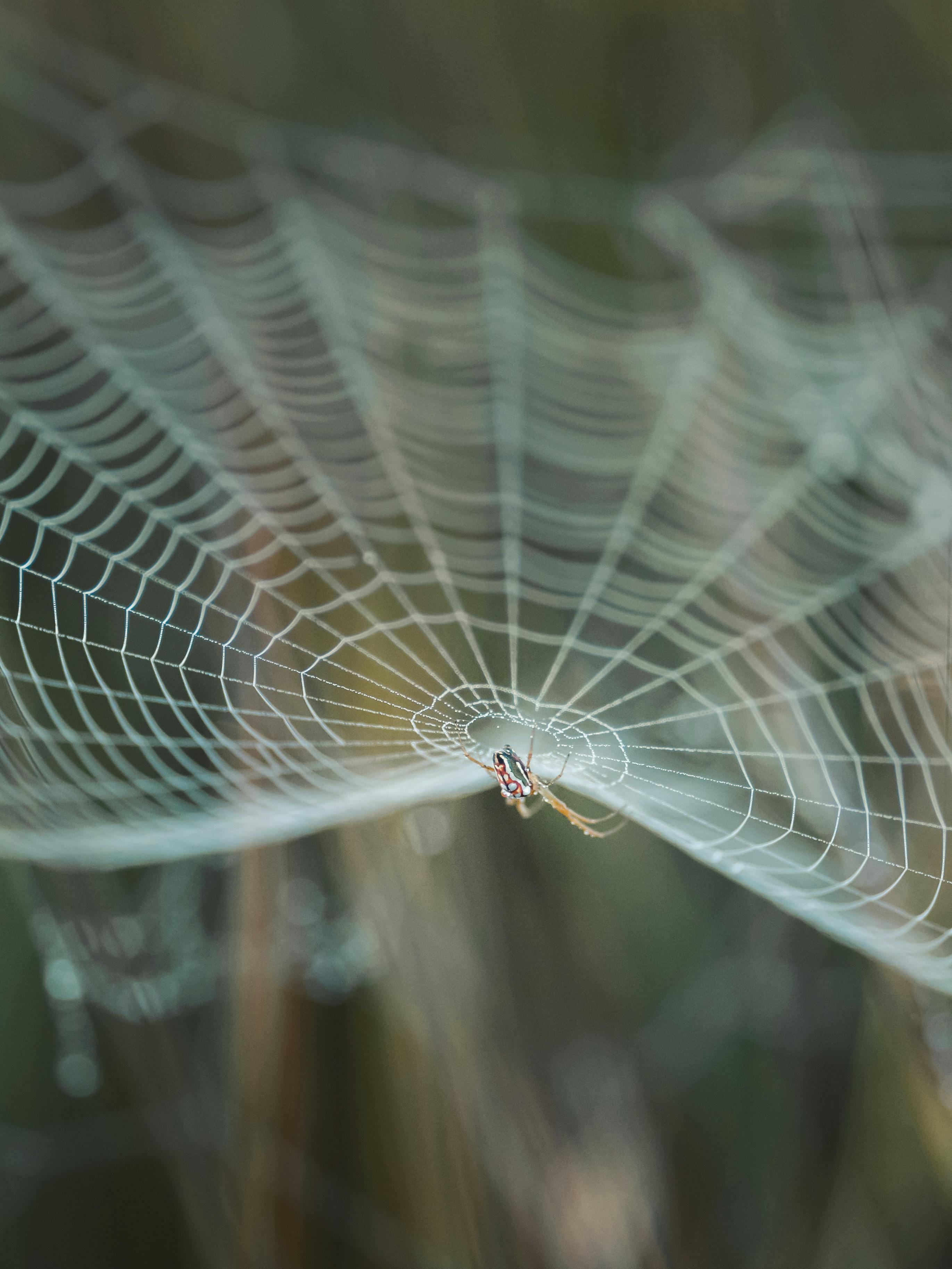 close up of a spider