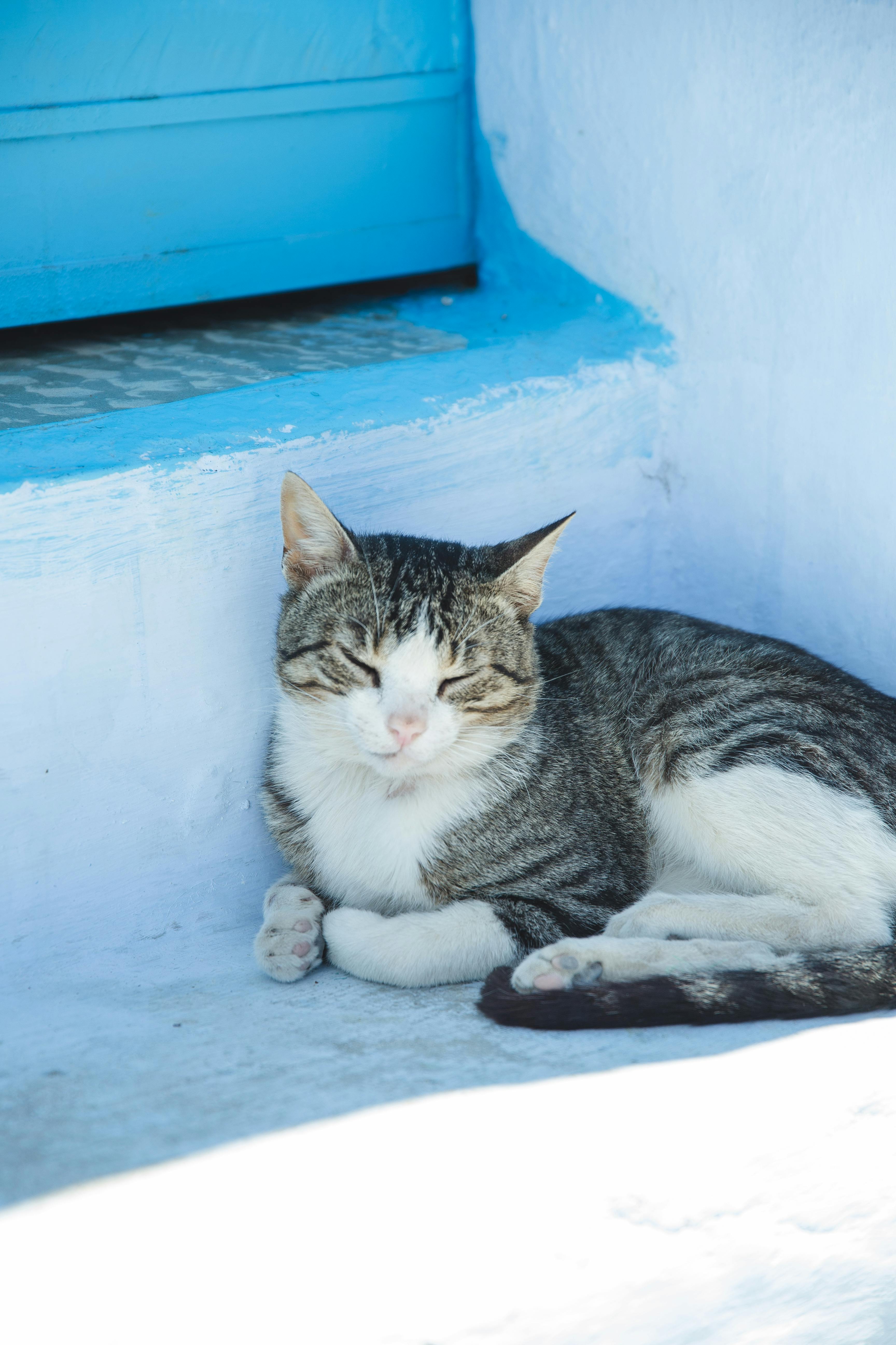 adorable cat resting on house steps