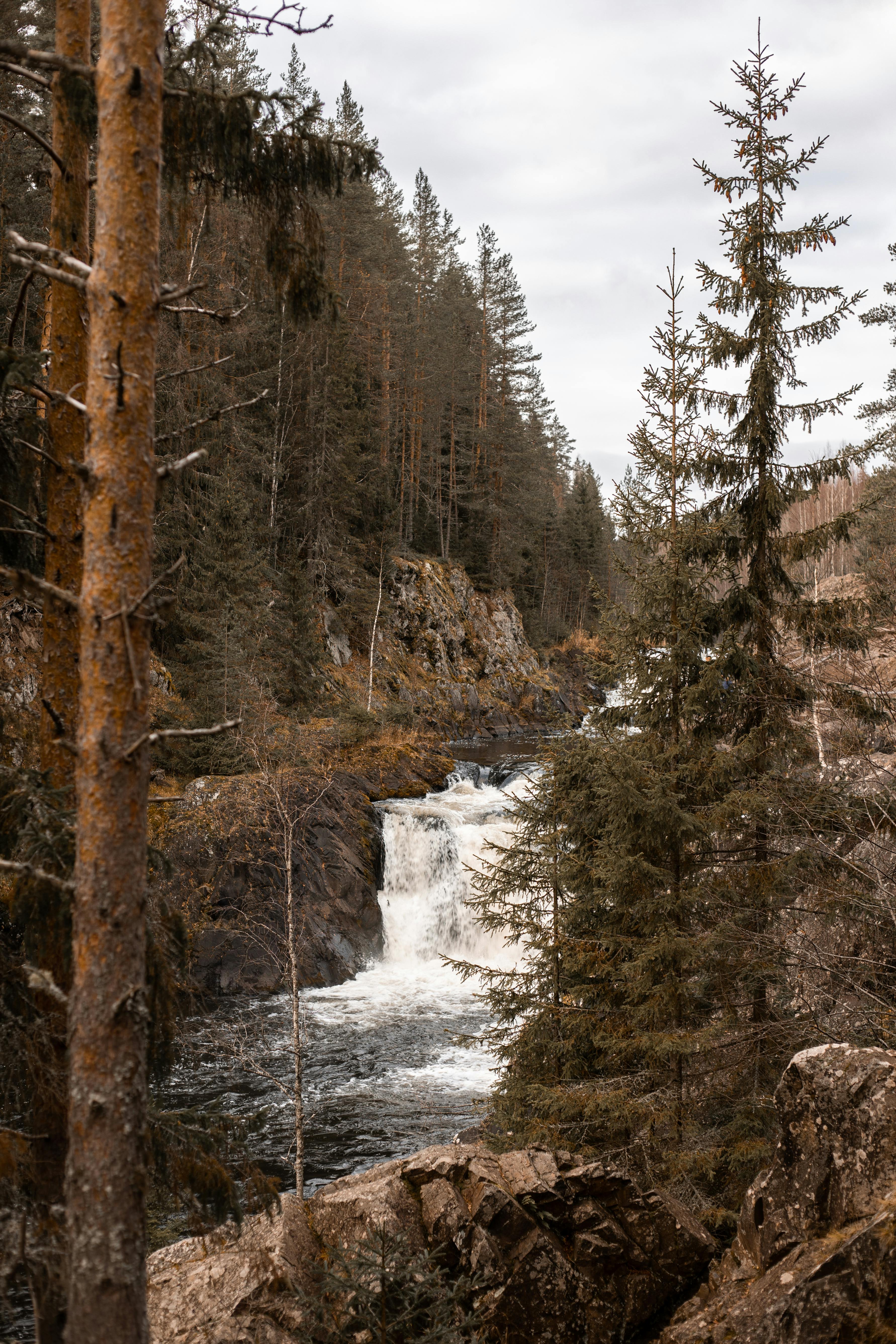 coniferous forest with waterfall