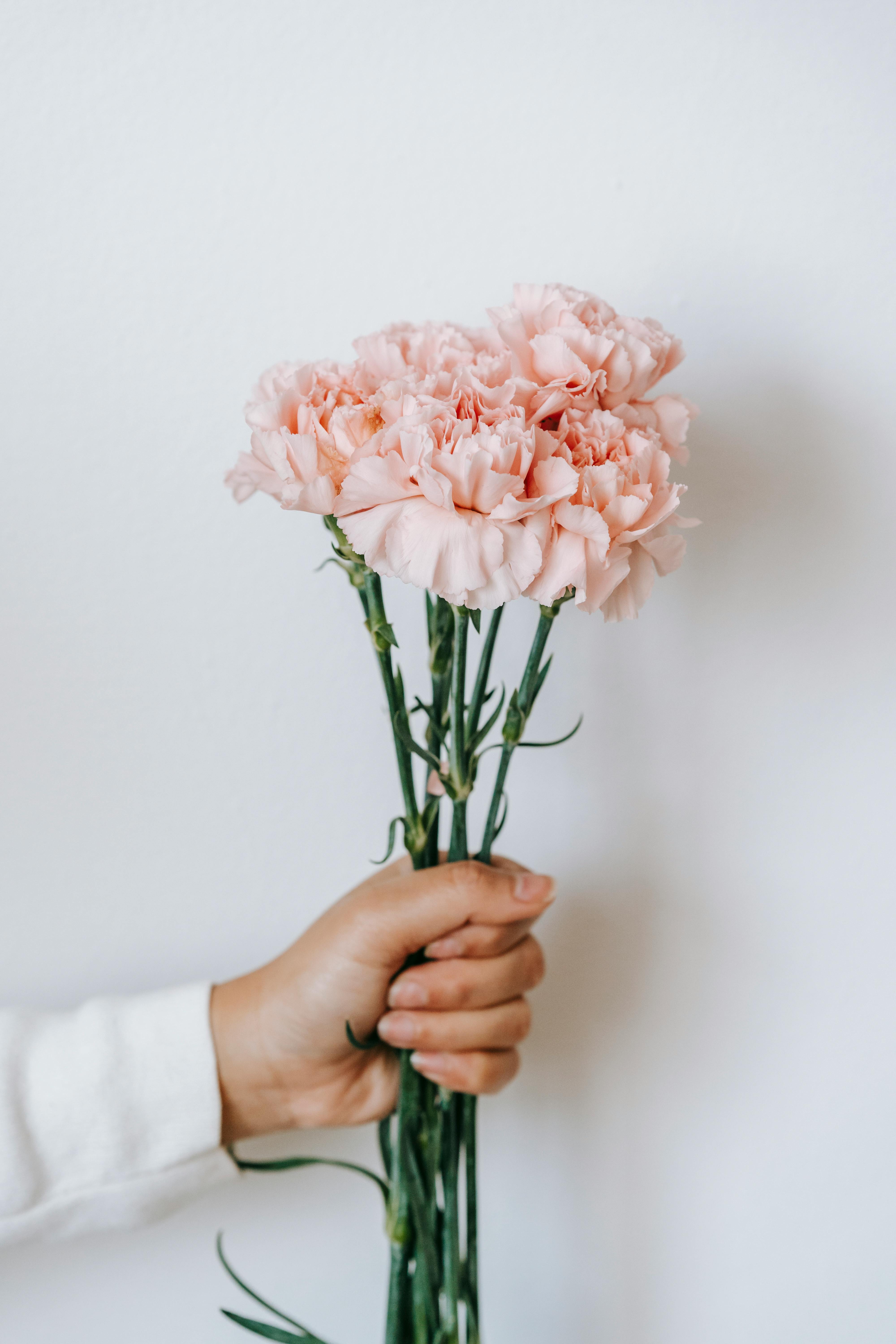 crop woman showing blooming carnation bouquet with pleasant aroma