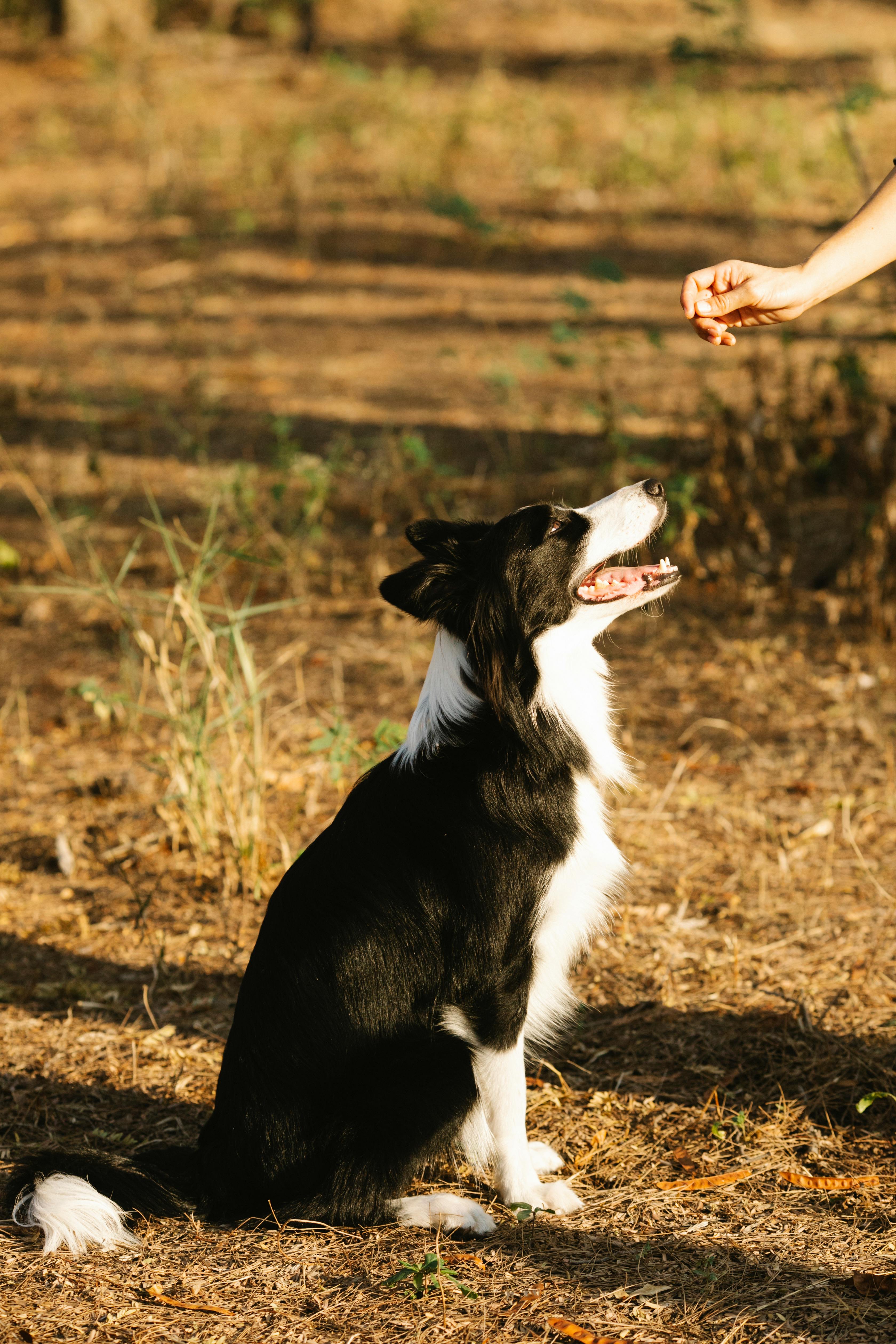 crop faceless person feeding purebred border collie in nature