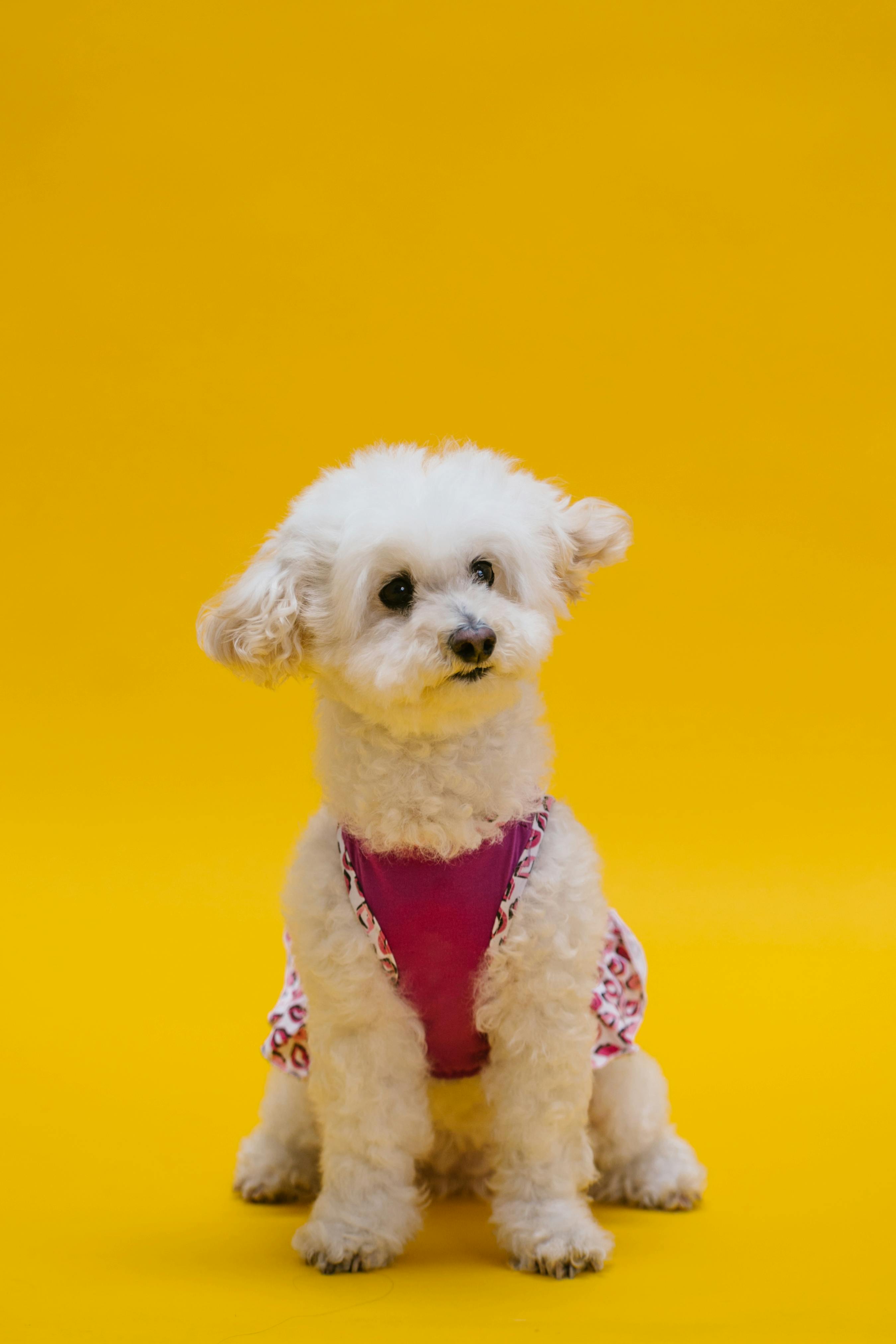 photo of a white furry poodle on a yellow surface