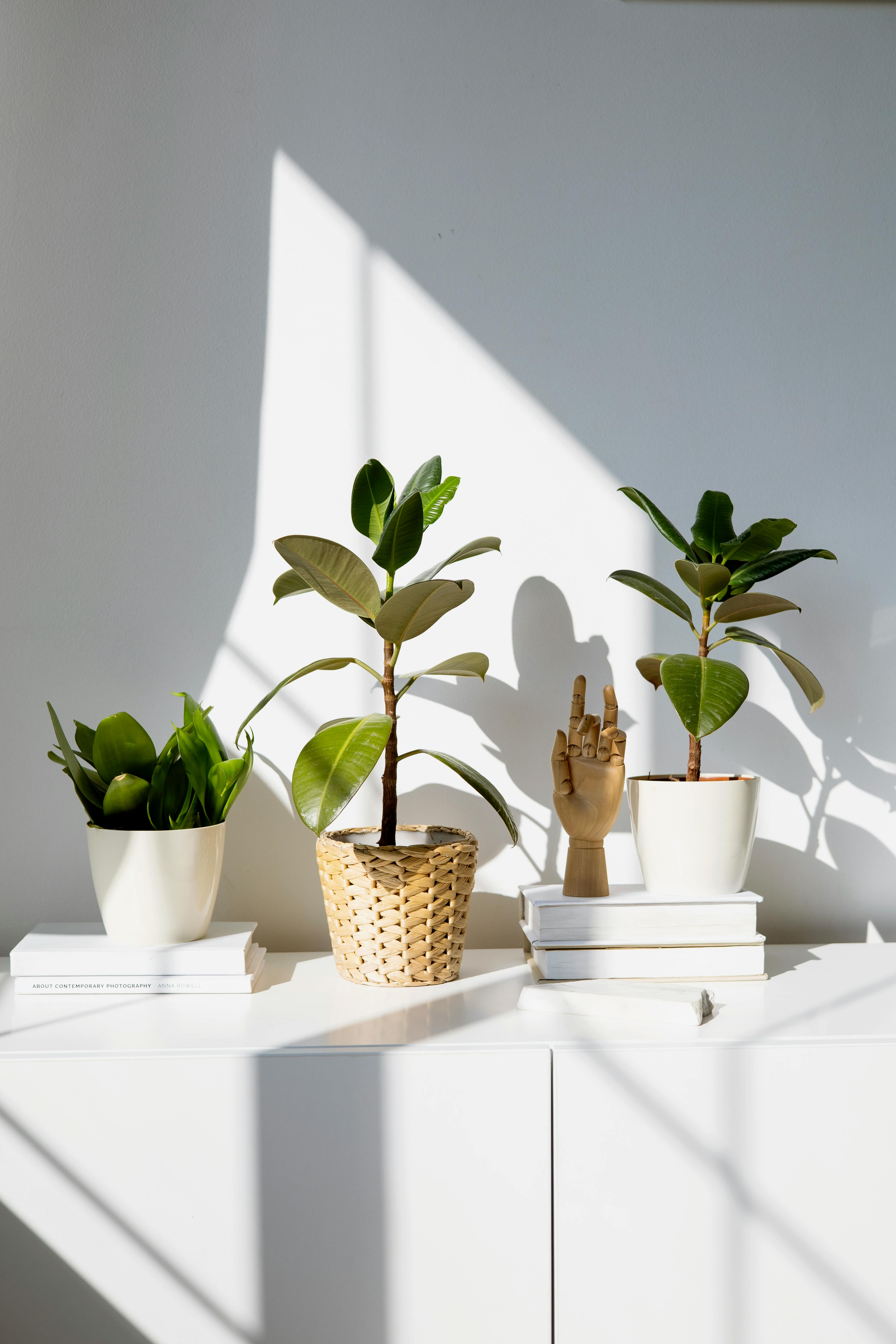 potted plants on a counter top