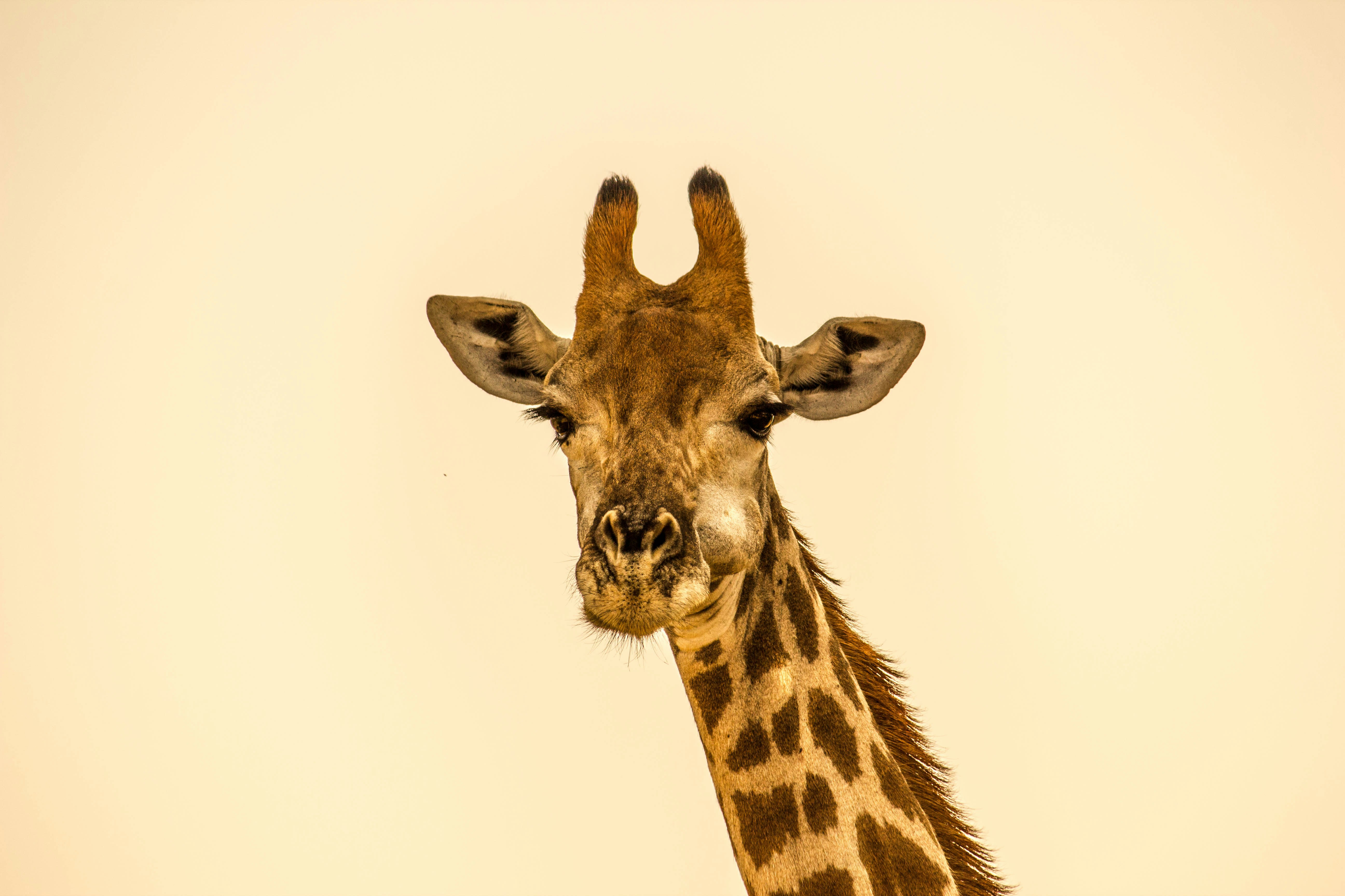 I met this dude on safari in Kruger National park in northern South Africa. The giraffes were easily in my favorite creatures to witness. They seemed almost prehistoric the the way the graced the African plain.