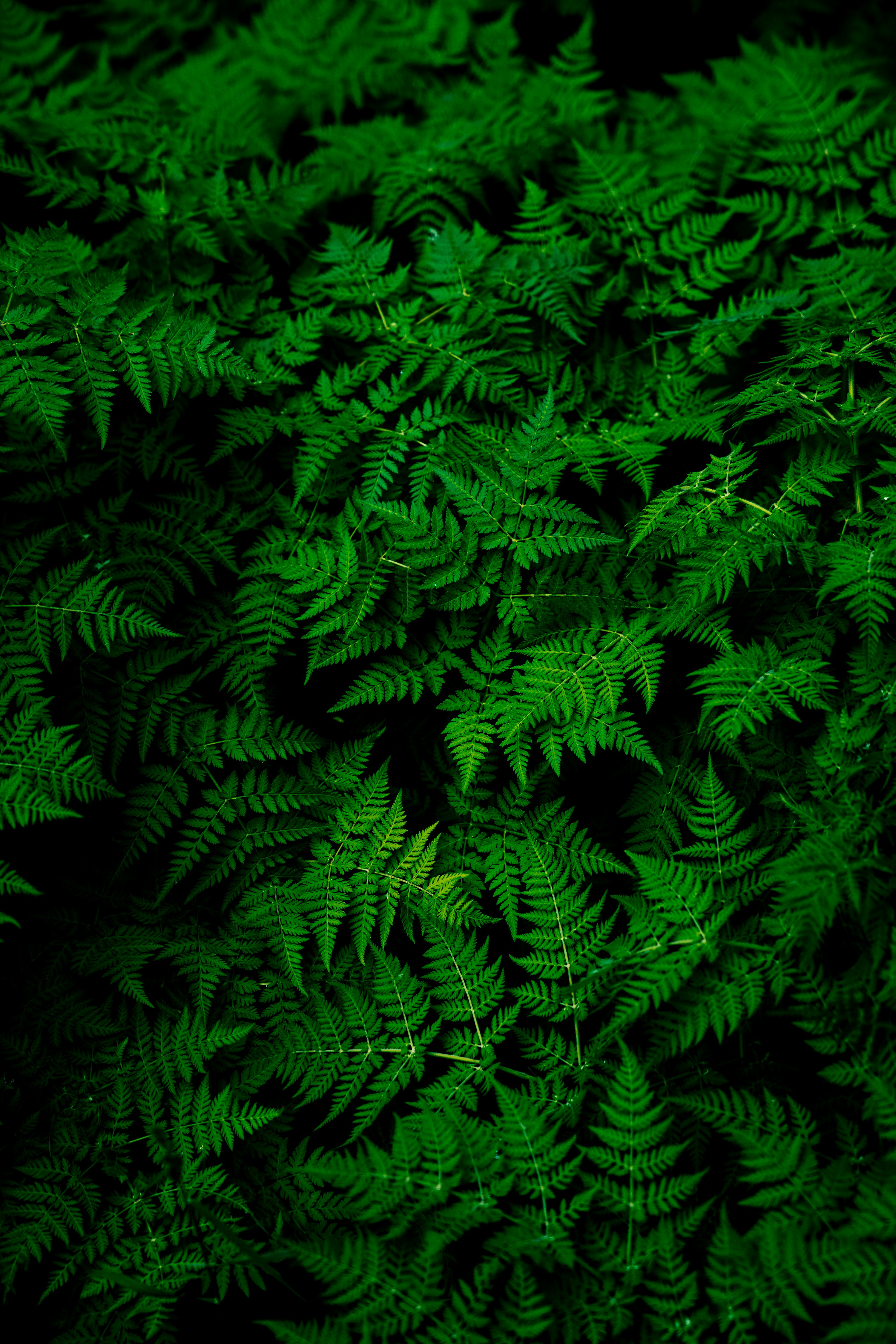 Infinite Ferns