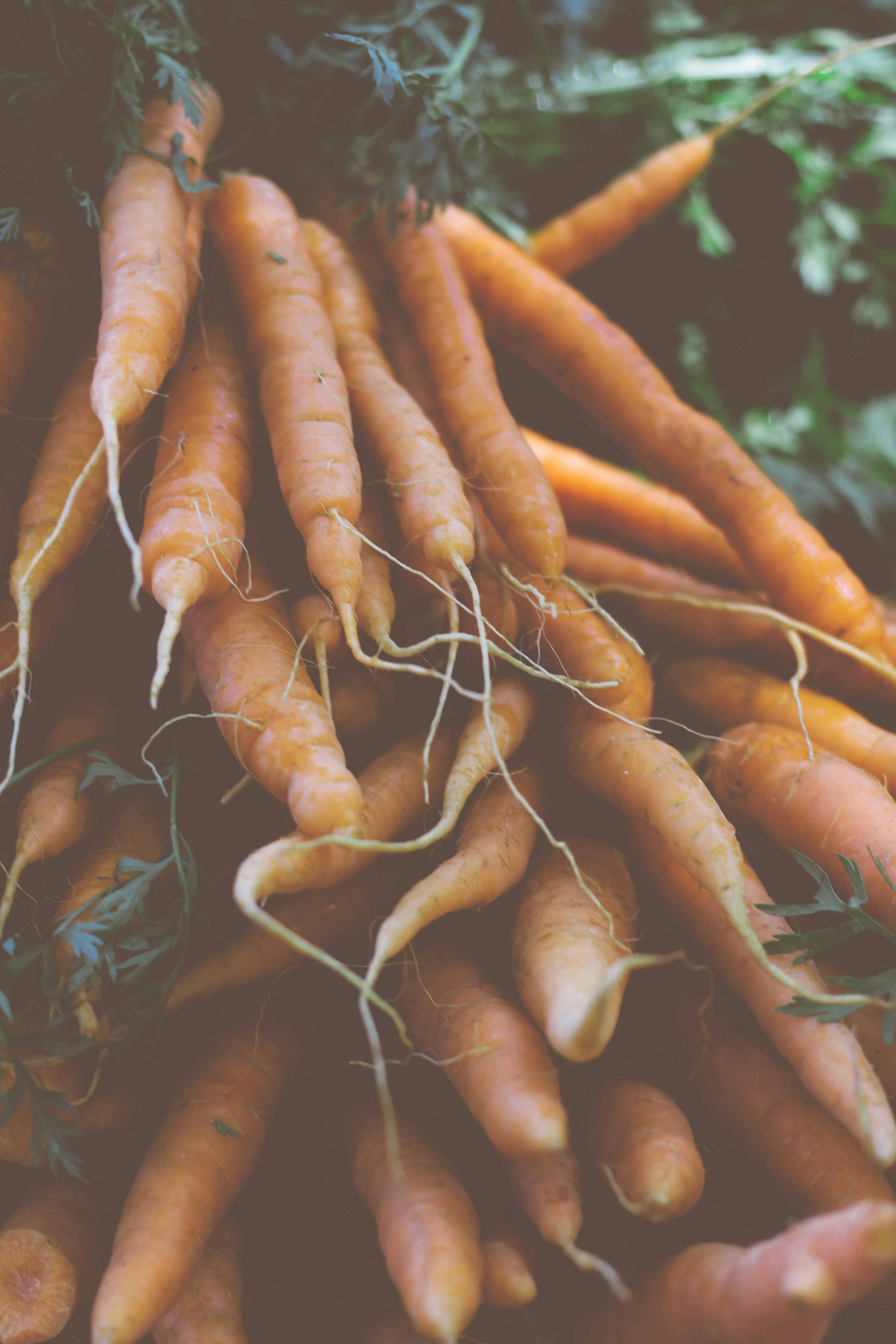 A pile of gently washed Oregon carrots