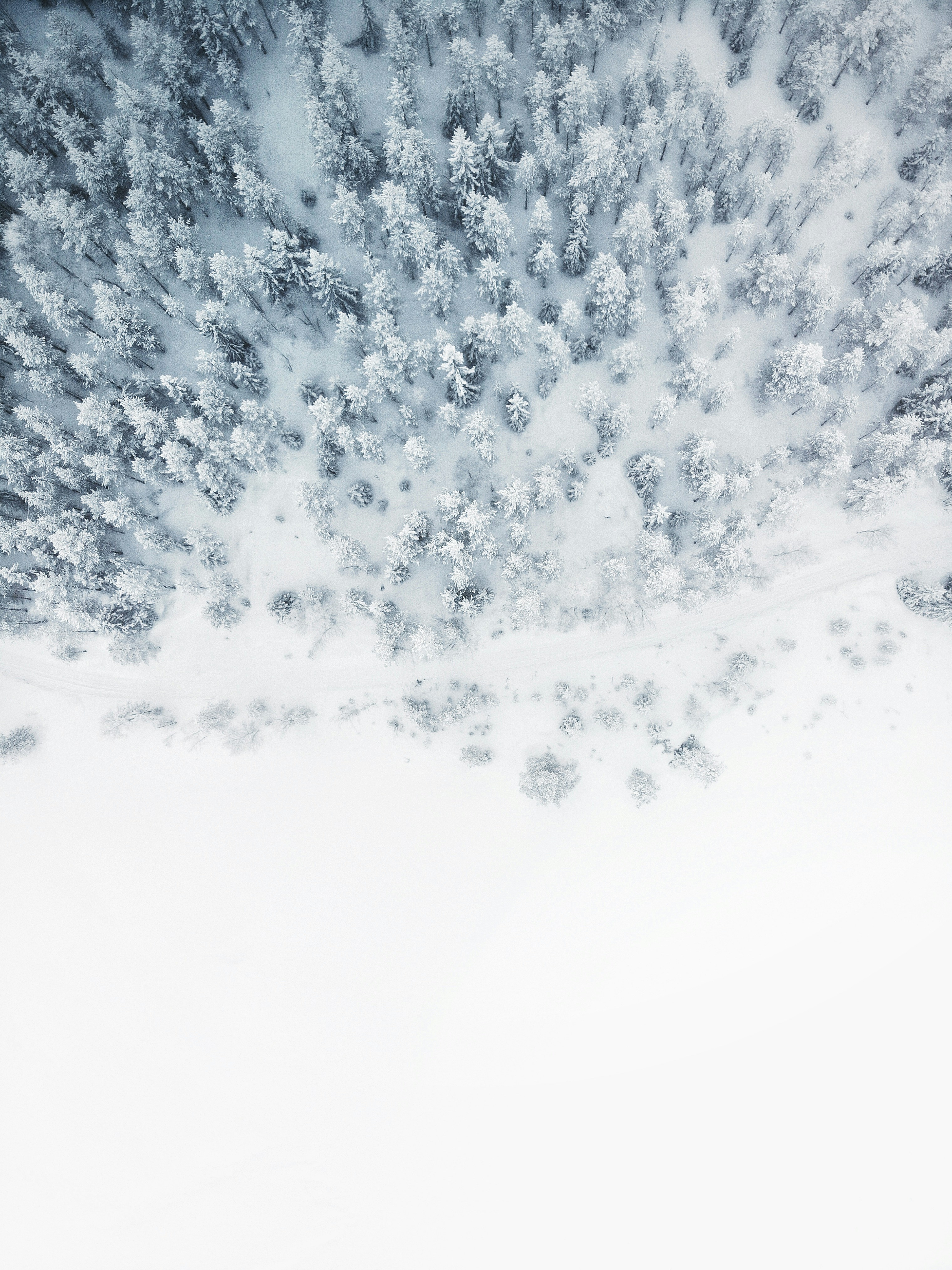 Cold white winter landscape from above with snowy trees gradient.