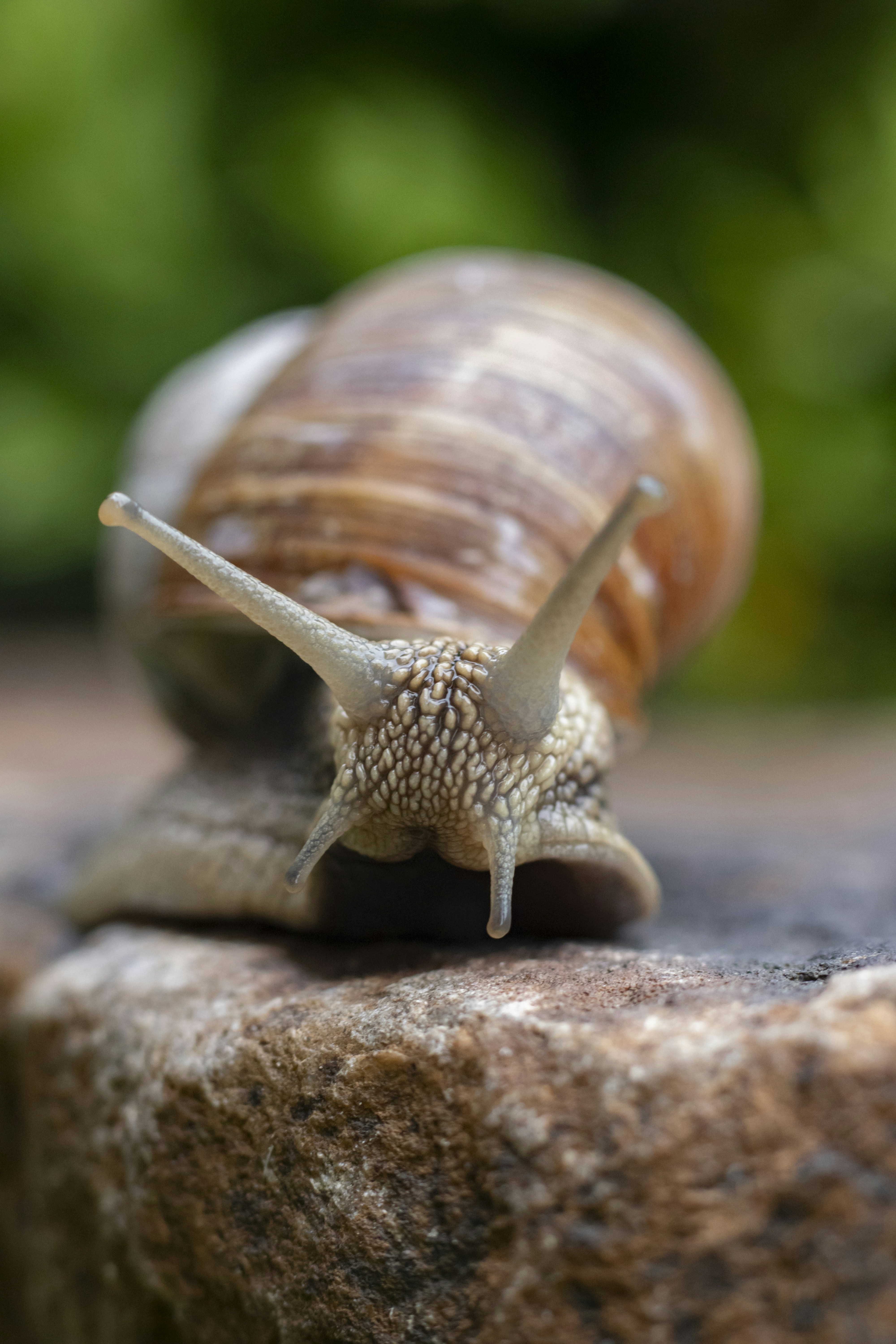 GRAPE SNAIL
grynykha.com