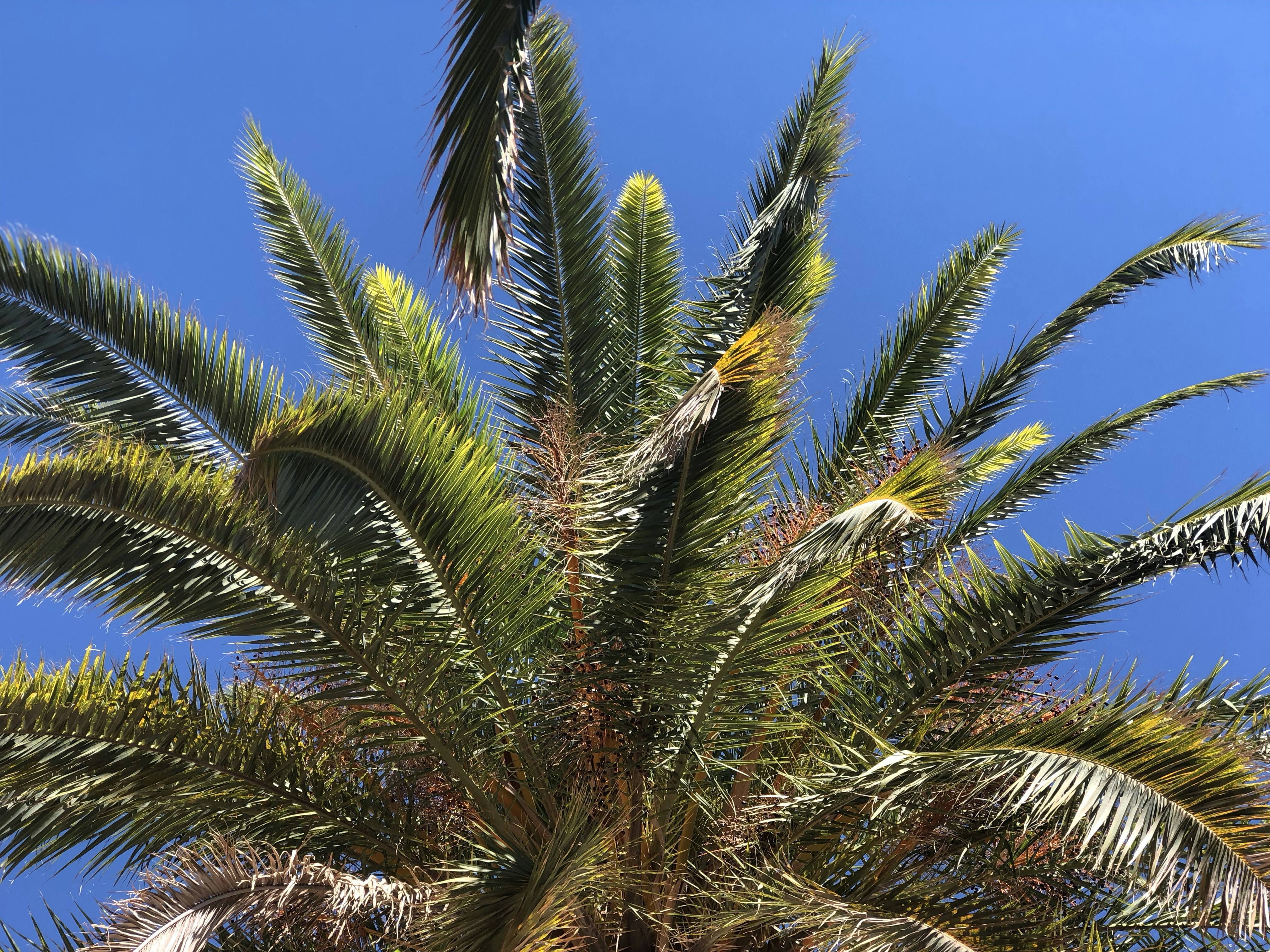 photo of green-leafed coconut tree