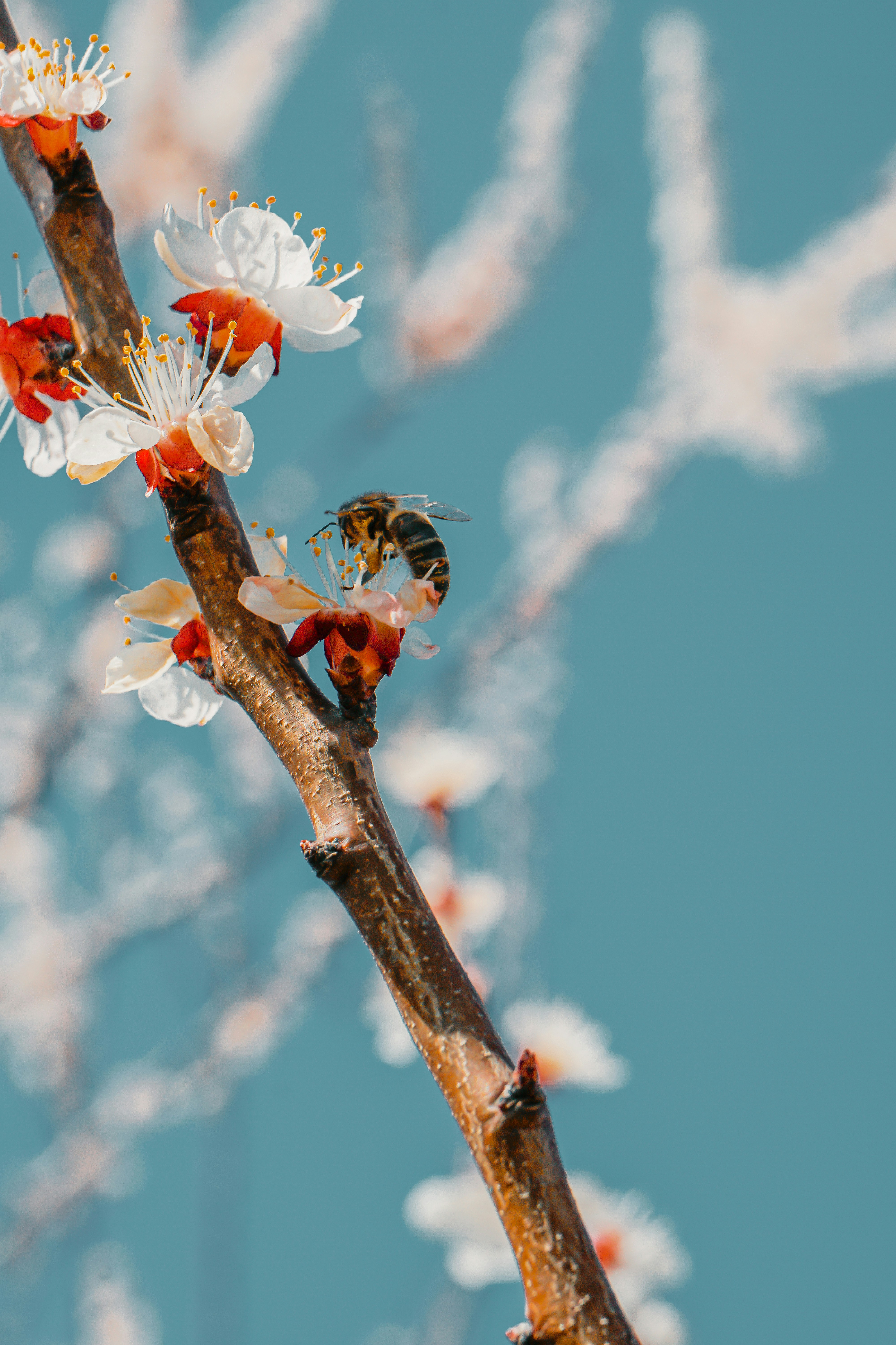 brown and black bee on white and red flower during daytime