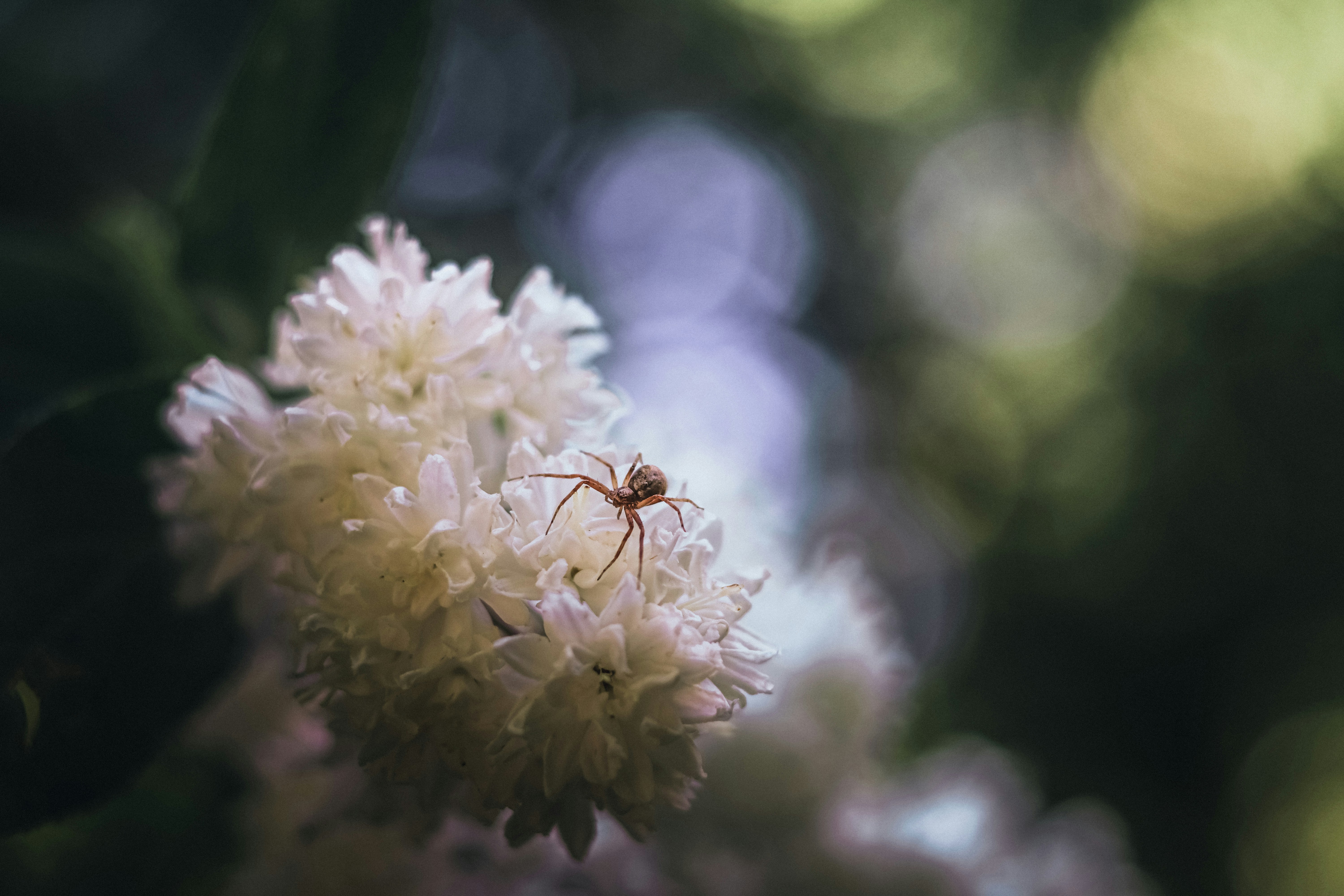 Passionate photographers have captured the most gorgeous animals in the world in their natural habitats and shared them with Unsplash. Now you can use these photos however you wish, for free!