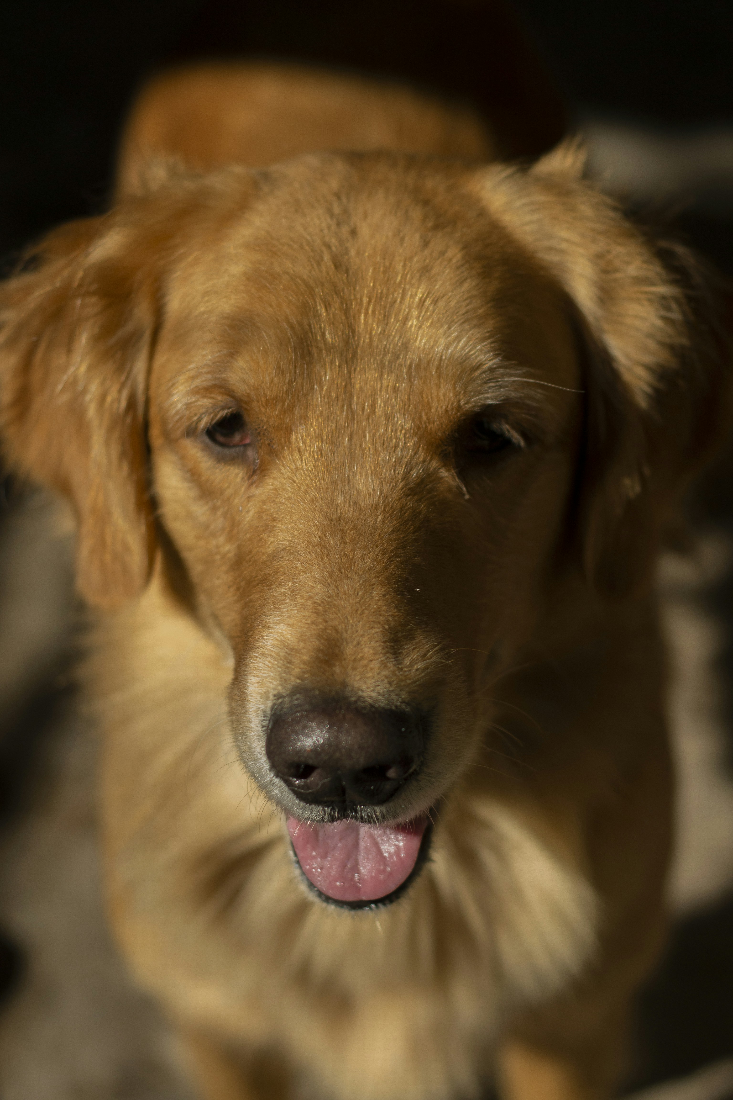 golden retriever with water droplets