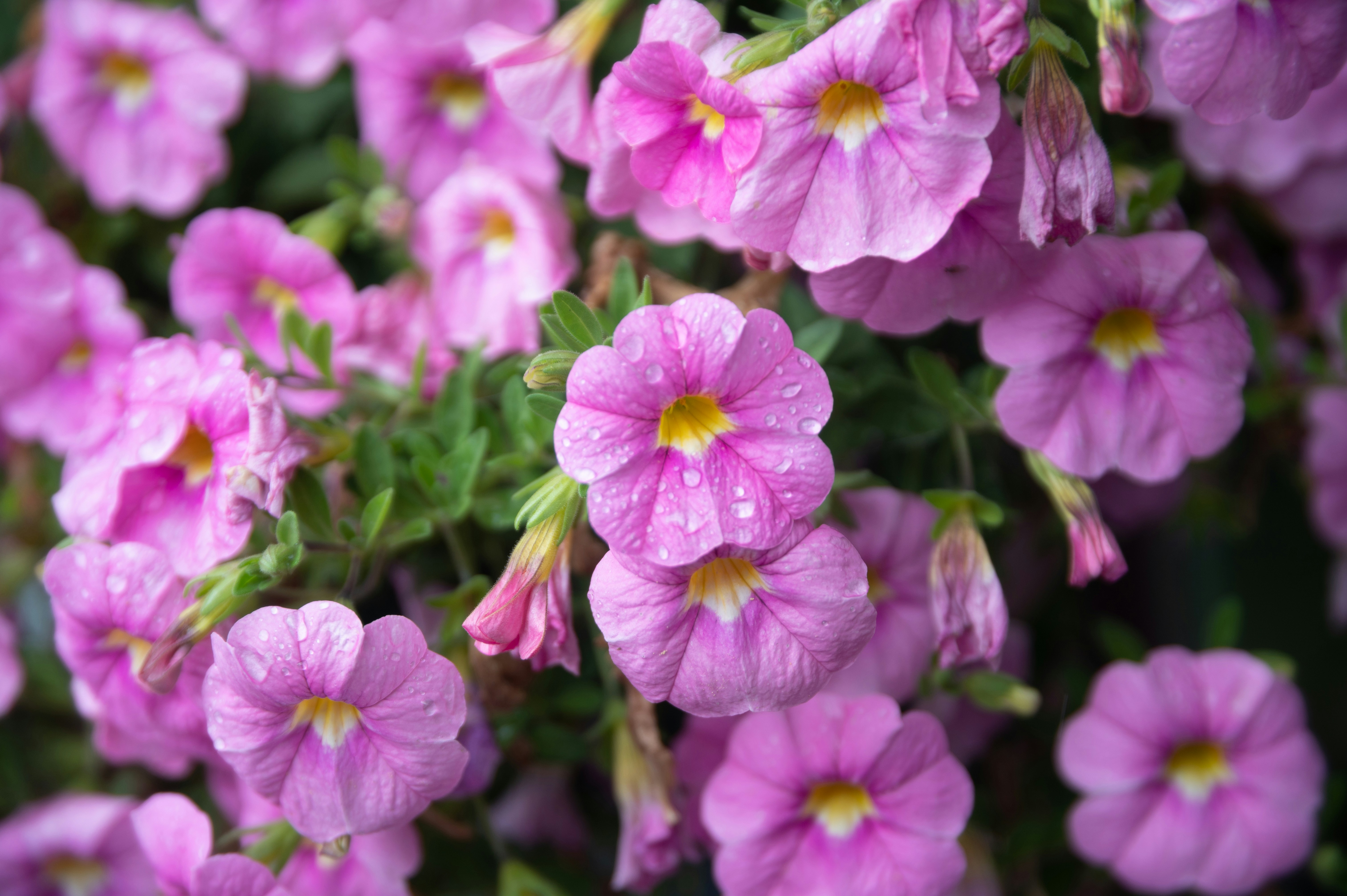 sommer blomster efter regnen
Sommerblumen nach Regen
summerflowers after rain