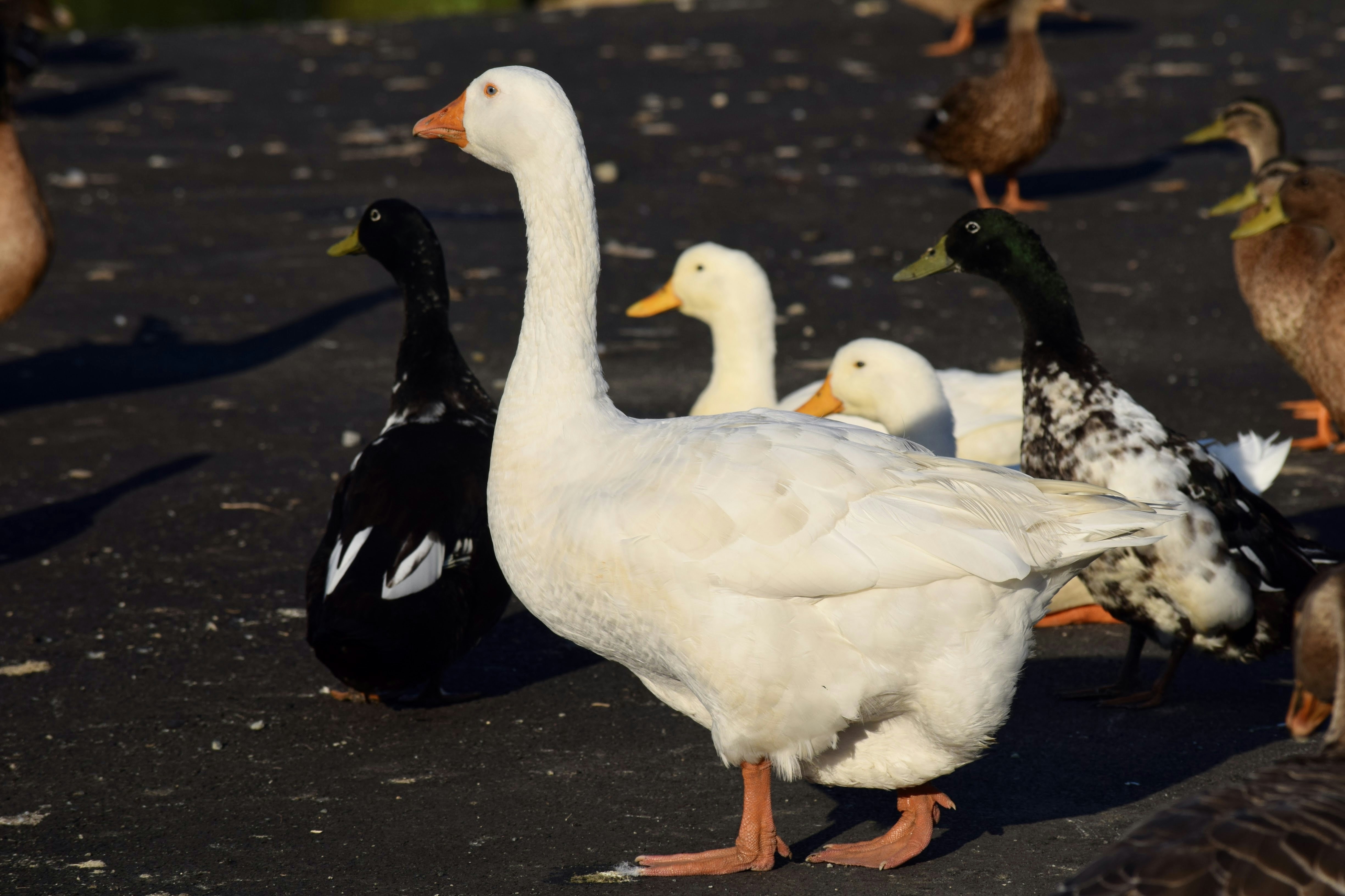 Some ducks at the local park.