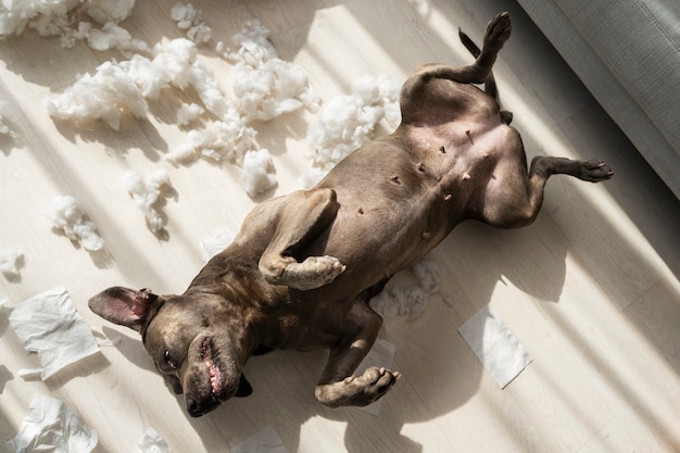 Free photo top view dog laying on floor