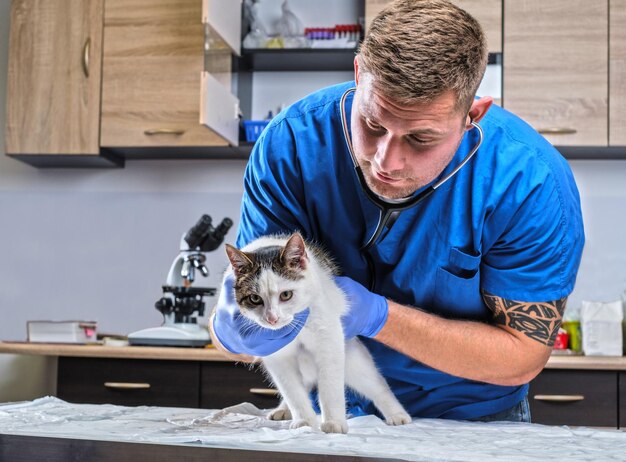 Free photo veterinary doctor examining a sick cat with stethoscope in a vet clinic