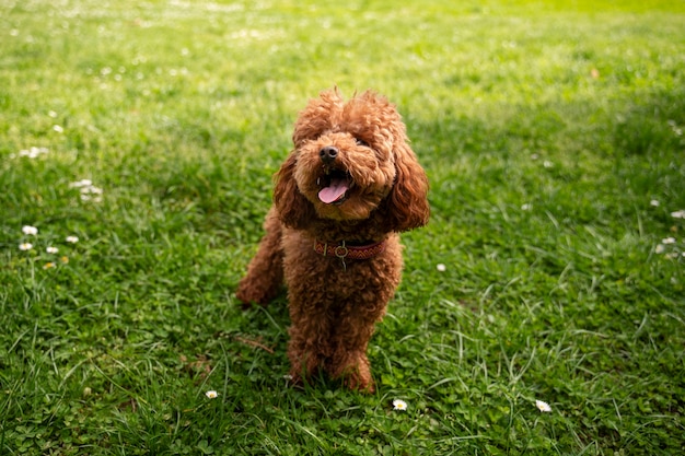 Free photo view of cute dog enjoying time in nature at the park