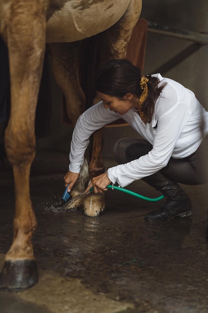 Free photo woman groomer washes a horse's hooves after class at the hippodrome. a woman takes care of a horse, washes the horse after training.