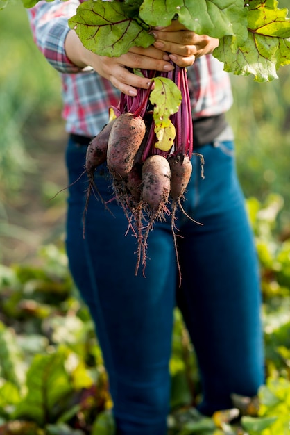 Free photo close-up hands holding vegetables