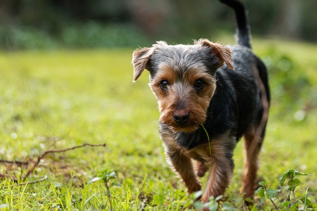 Free photo cute little australian terrier walking in the green field