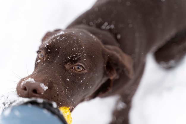 Free photo dog having fun in the snow with family