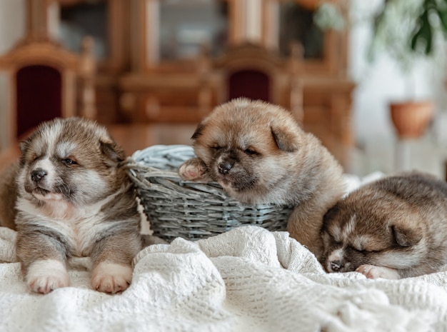 Free photo funny newborn puppies sleep near a basket on a blanket.