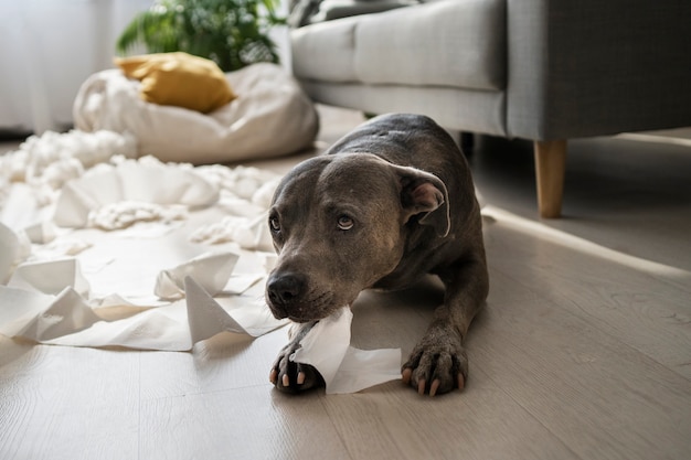 Free photo high angle sad dog playing with toilet paper