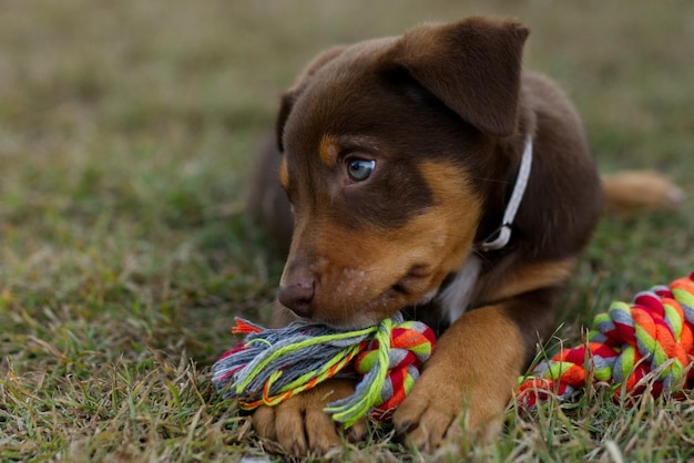 Free photo kelpie dog cute puppy