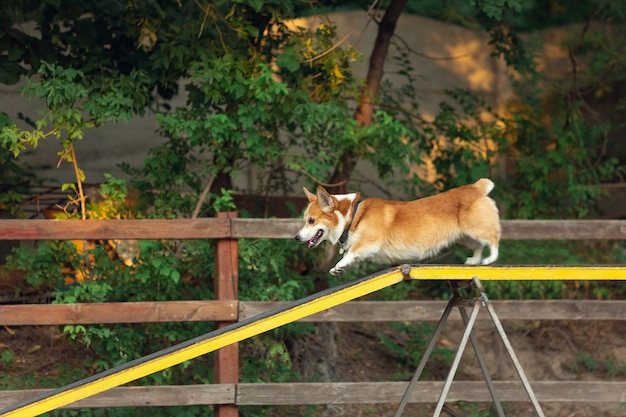 Free photo little cute dog performing during the show in competition