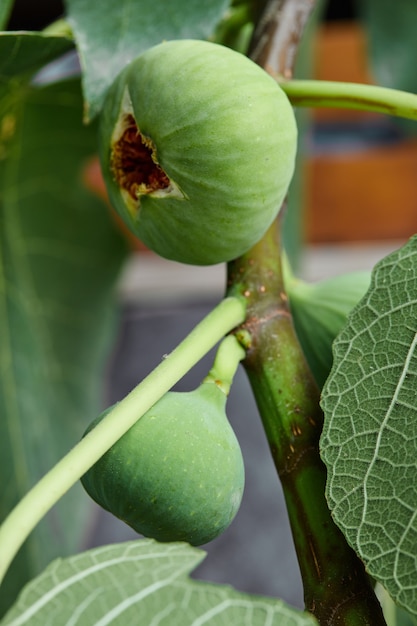 Free photo ripe fresh green fig on tree.