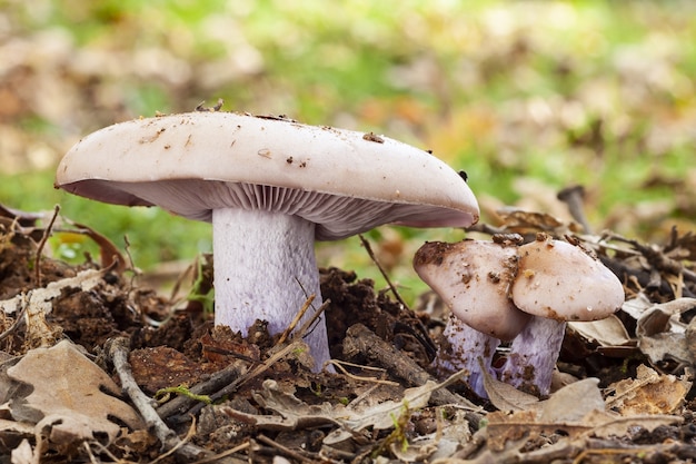 Free photo selective focus shot of mushrooms growing in the soil