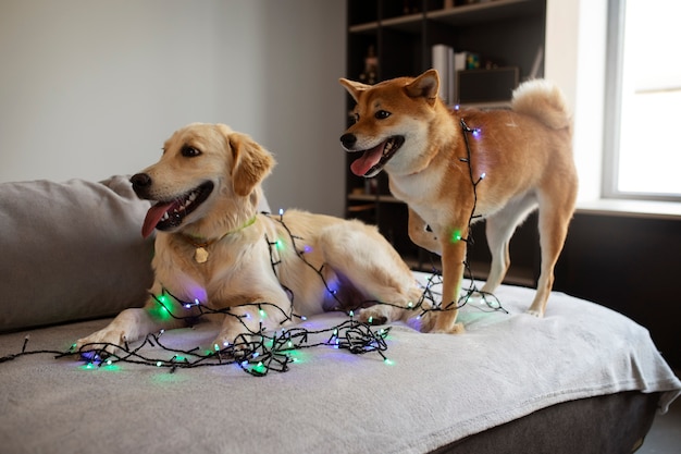 Free photo side view cute dogs with lights on couch