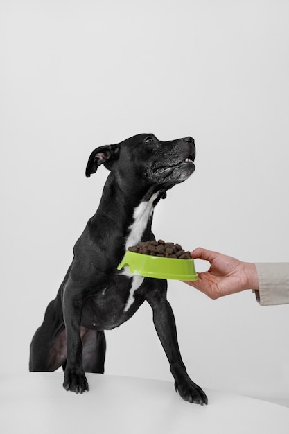 Free photo side view hand holding dog food bowl