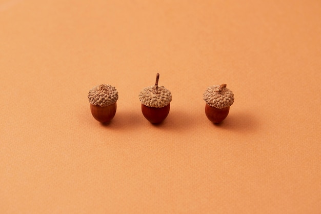 Free photo still life of acorns