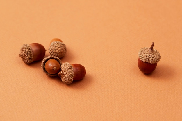 Free photo still life of acorns