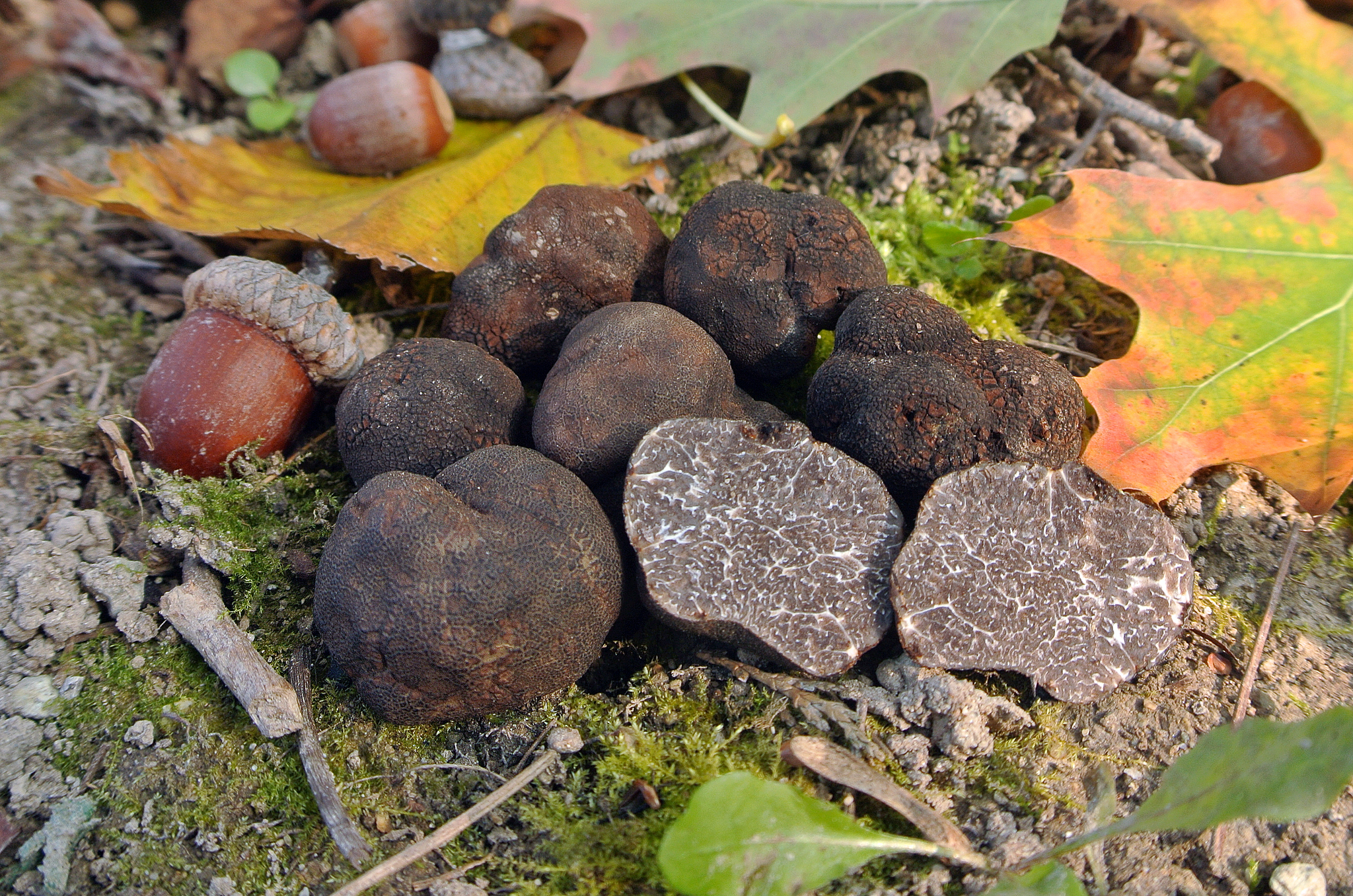 Tuber macrosporum