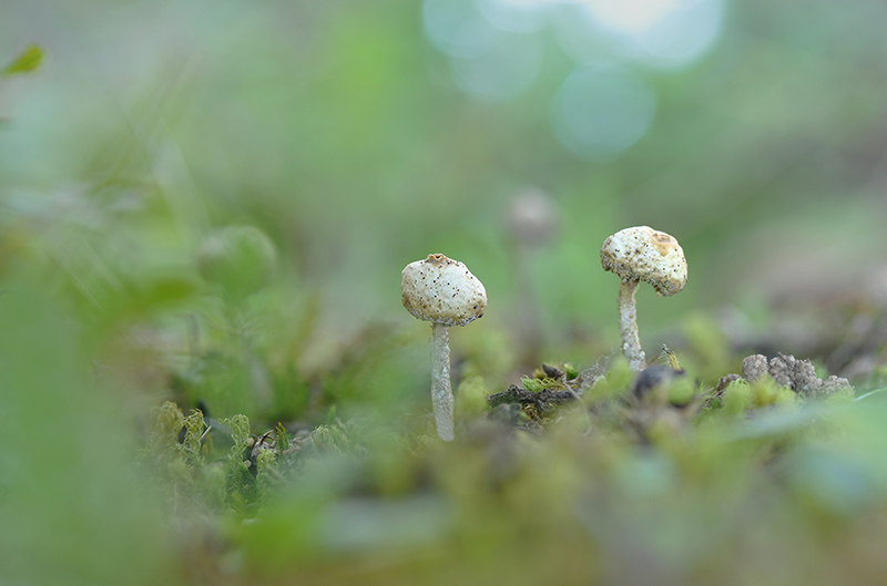 Tulostoma brumale 4